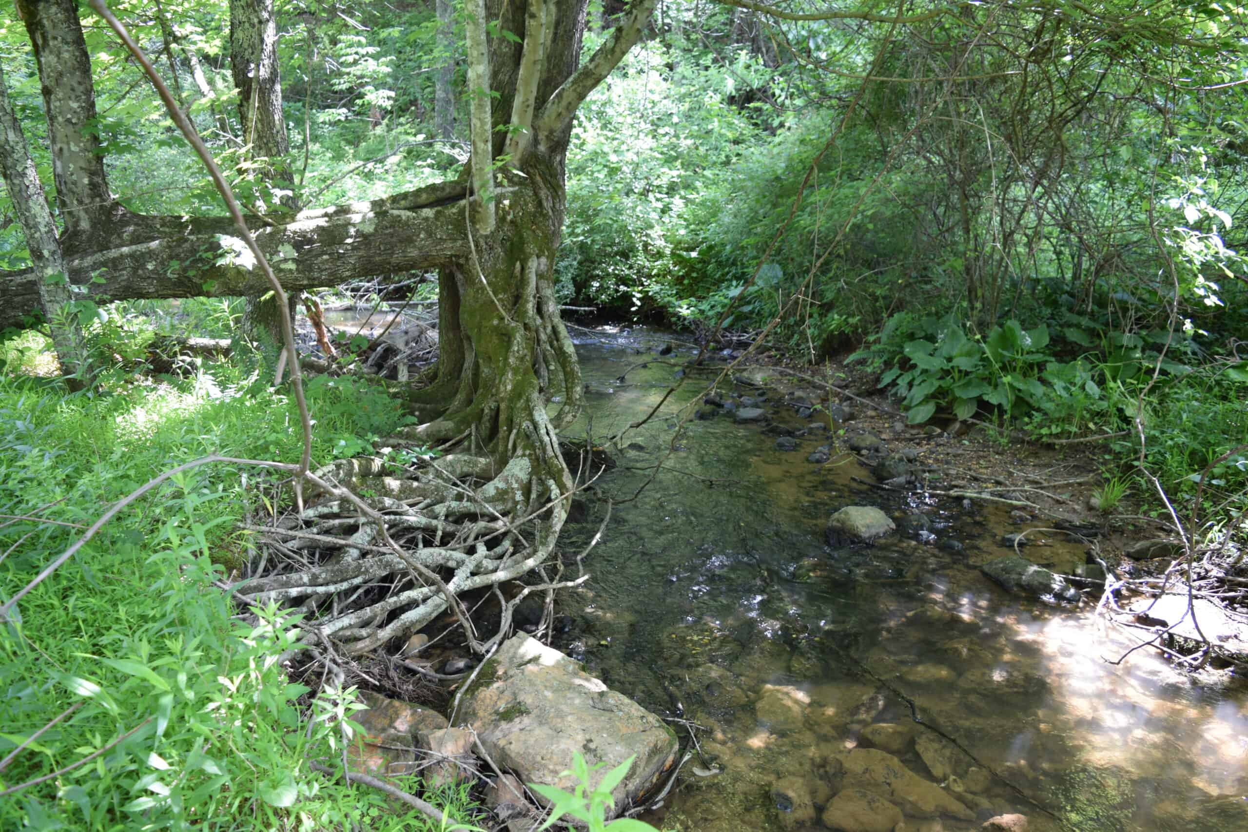 Wooded Land for Sale in Floyd VA