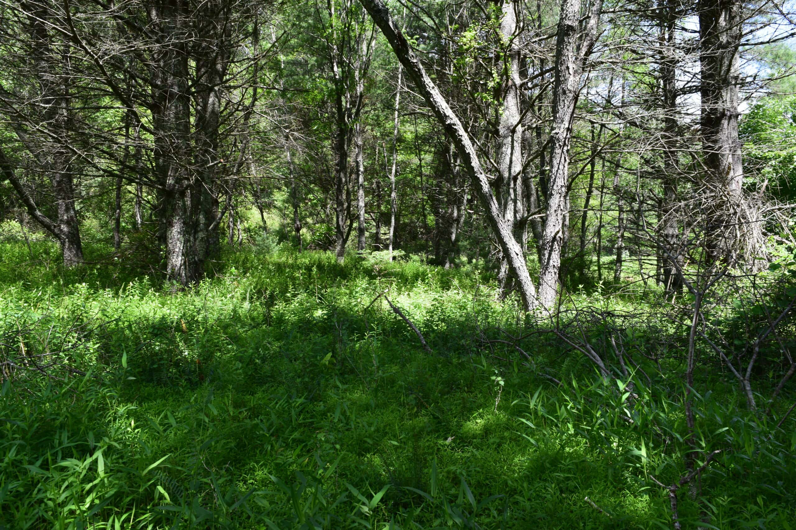 Wooded Land for Sale in Floyd VA