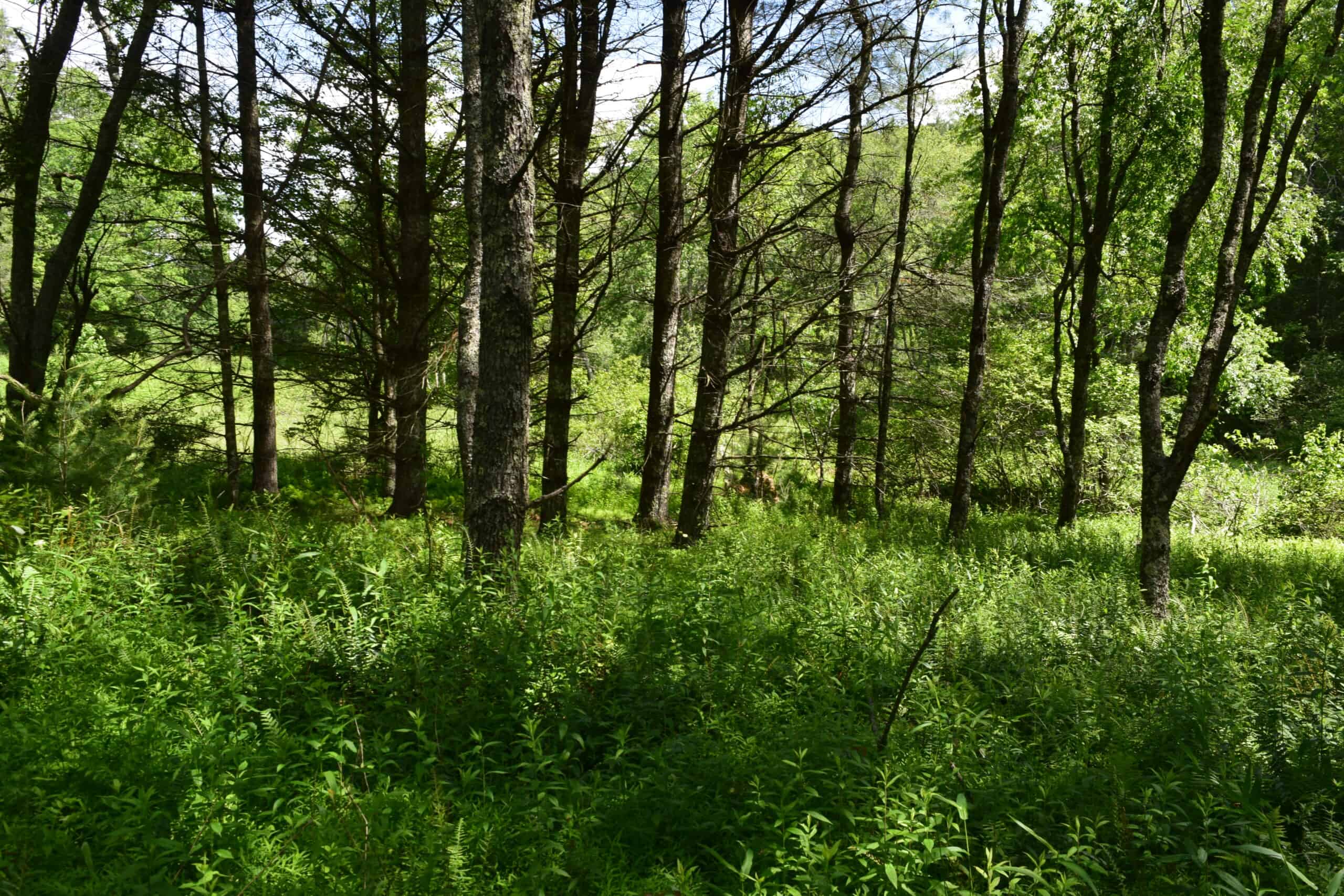 Wooded Land for Sale in Floyd VA