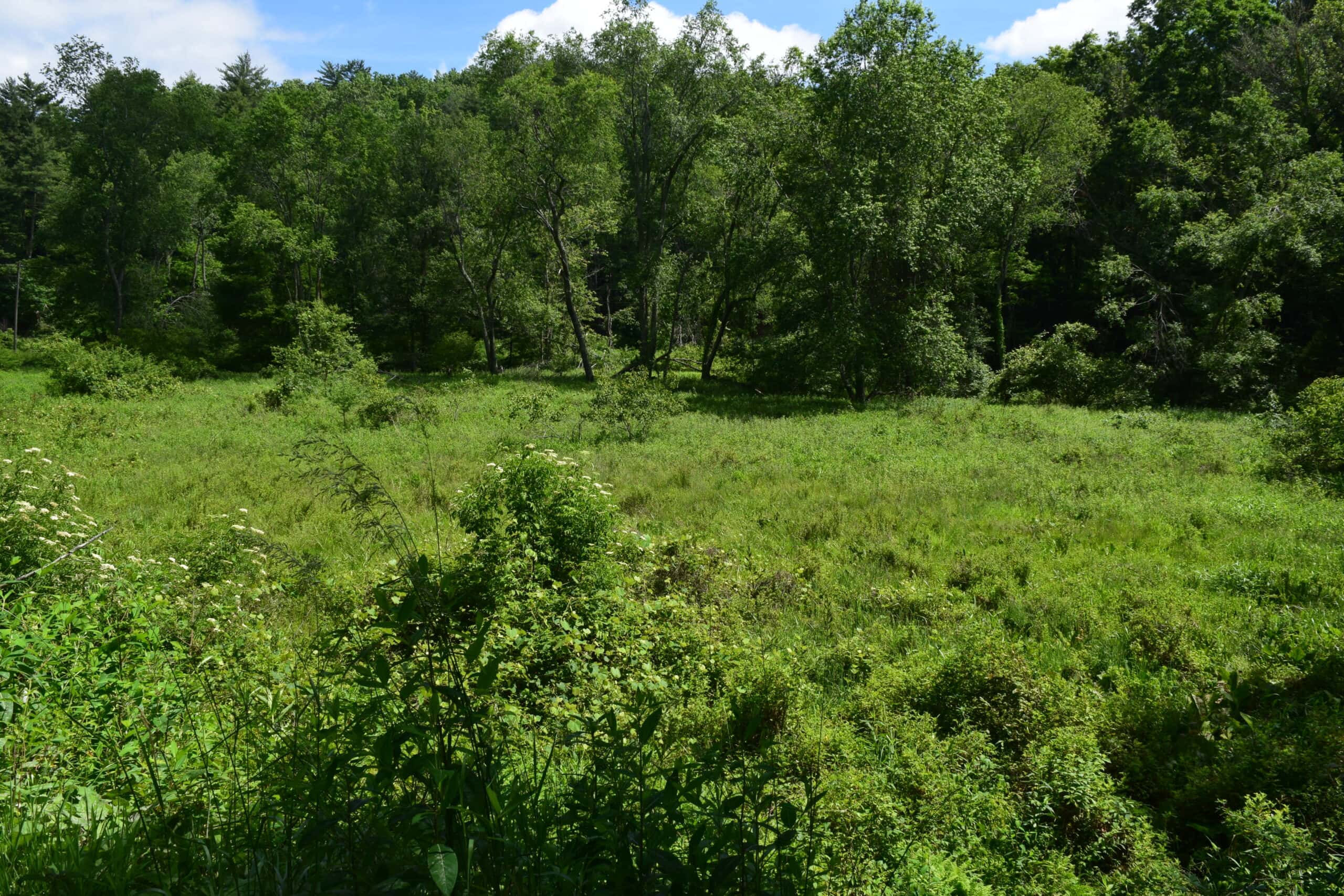 Wooded Land for Sale in Floyd VA