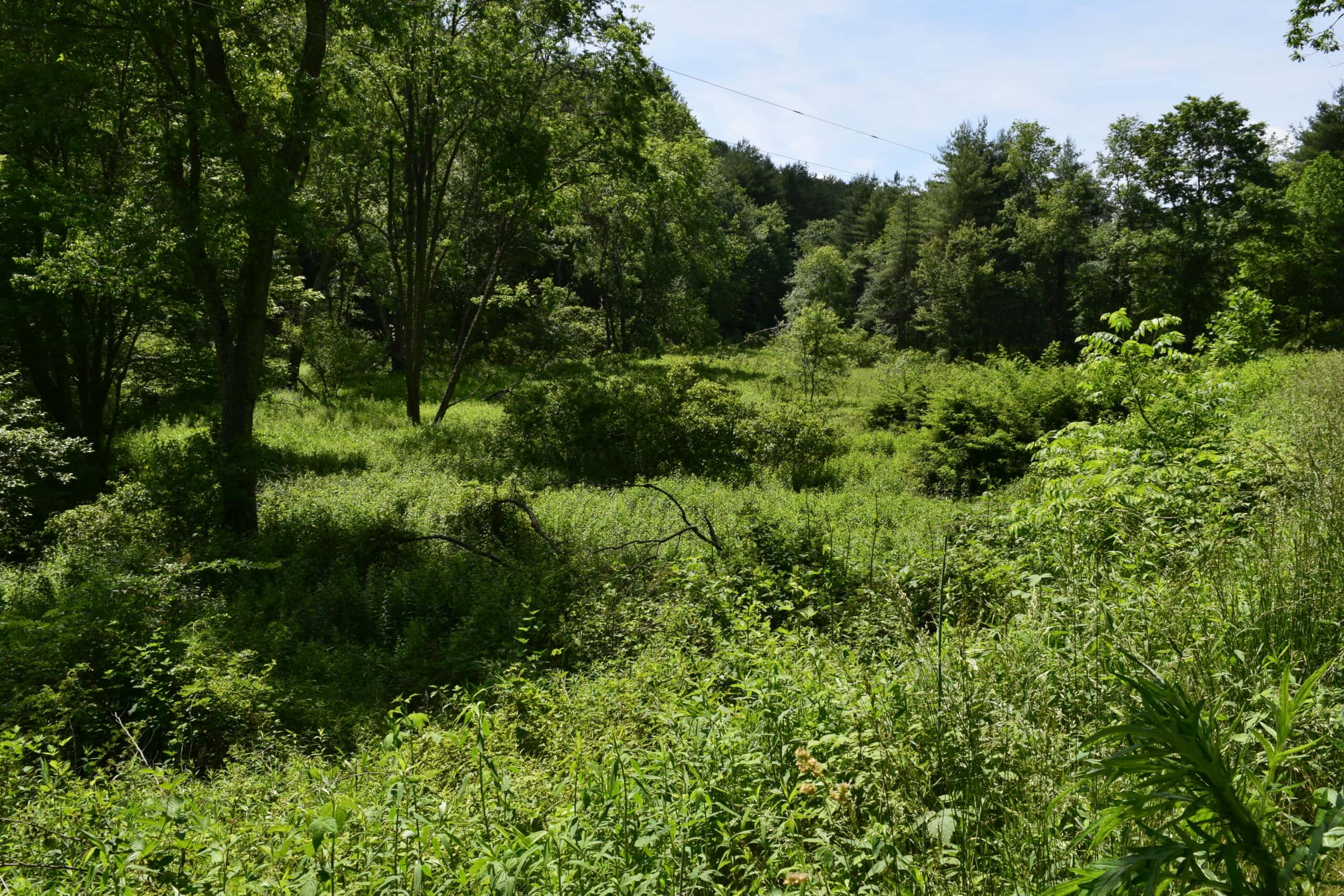 Wooded Land for Sale in Floyd VA