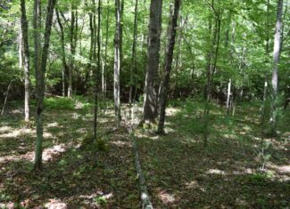 Wooded Land for Sale in Floyd VA