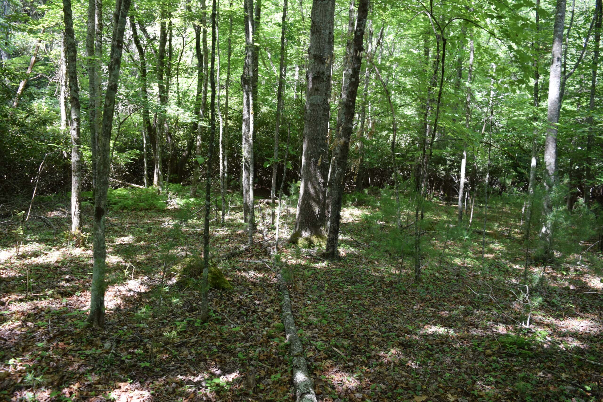 Wooded Land for Sale in Floyd VA