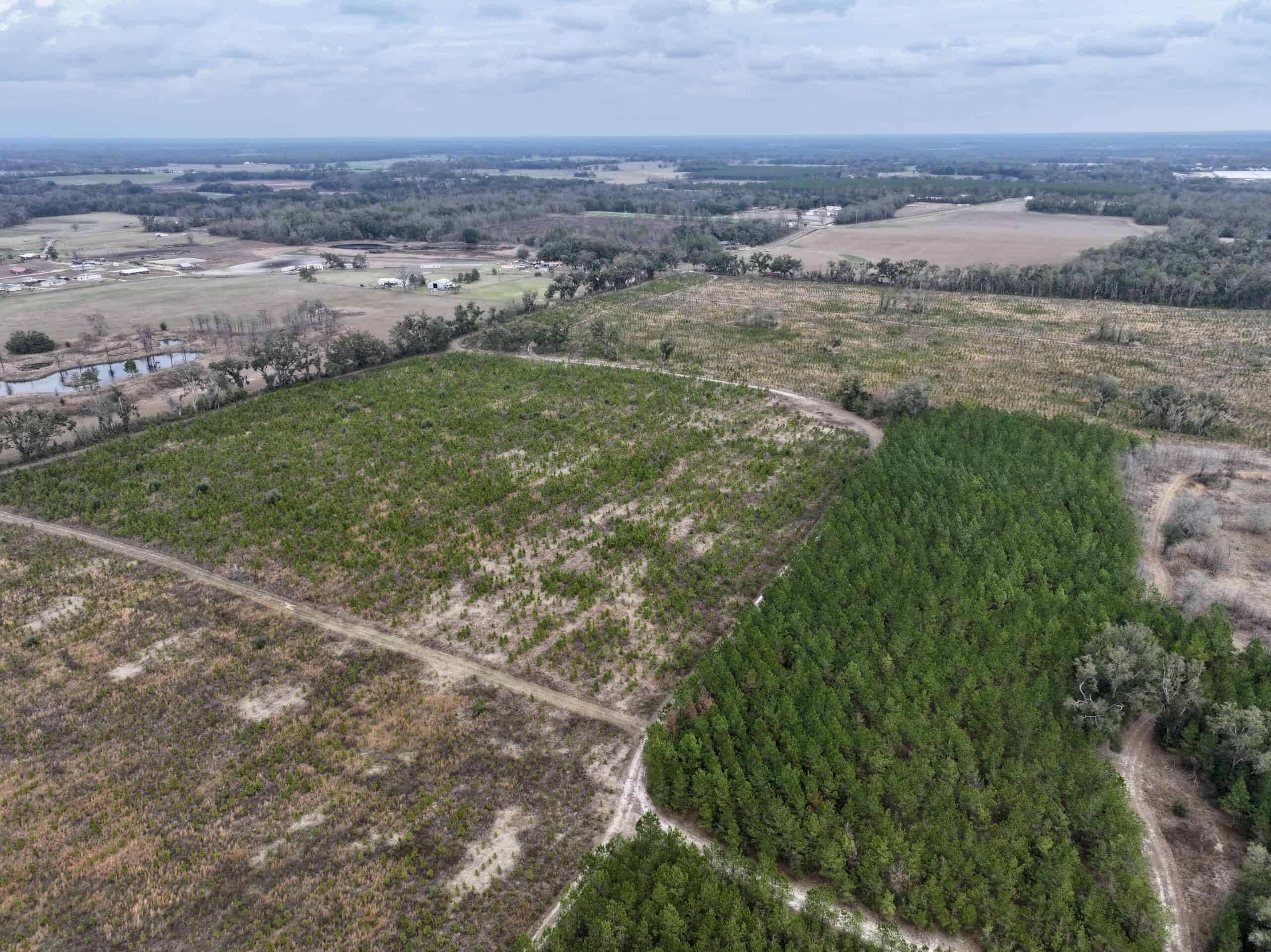 160 Acres Madison FL | Sustainable Timber Income & Trophy Hunting