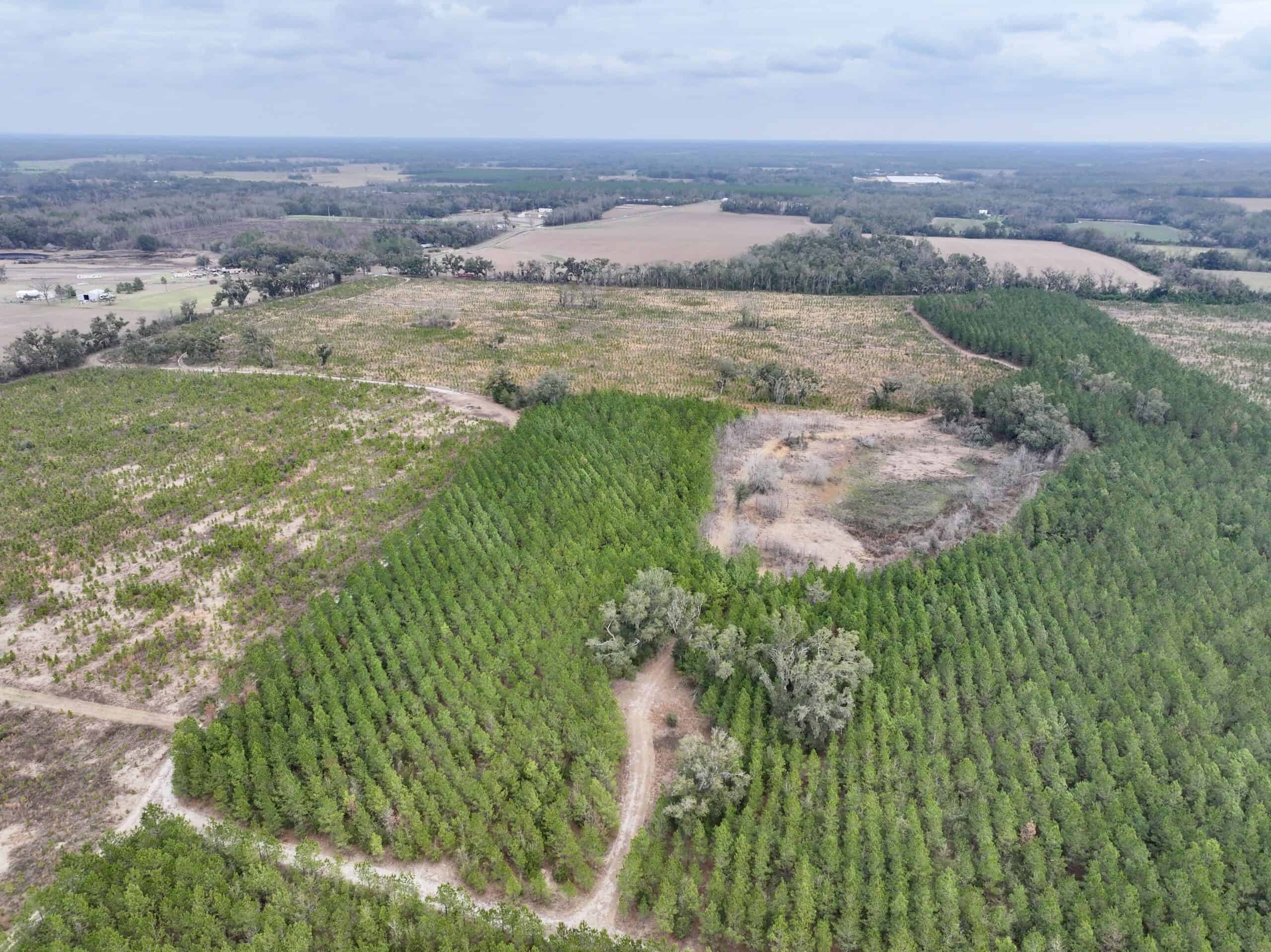 160 Acres Madison FL | Sustainable Timber Income & Trophy Hunting
