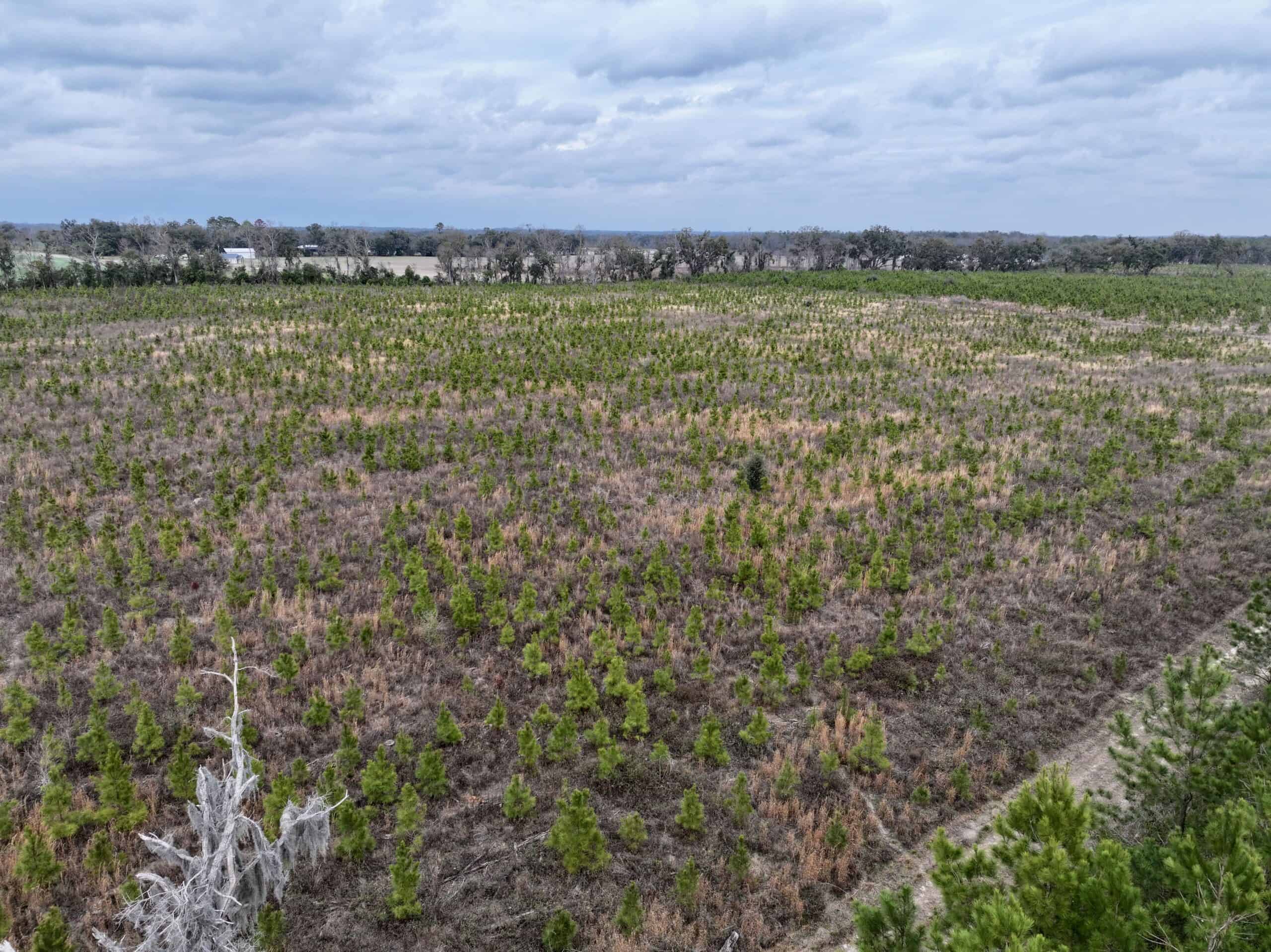 160 Acres Madison FL | Sustainable Timber Income & Trophy Hunting