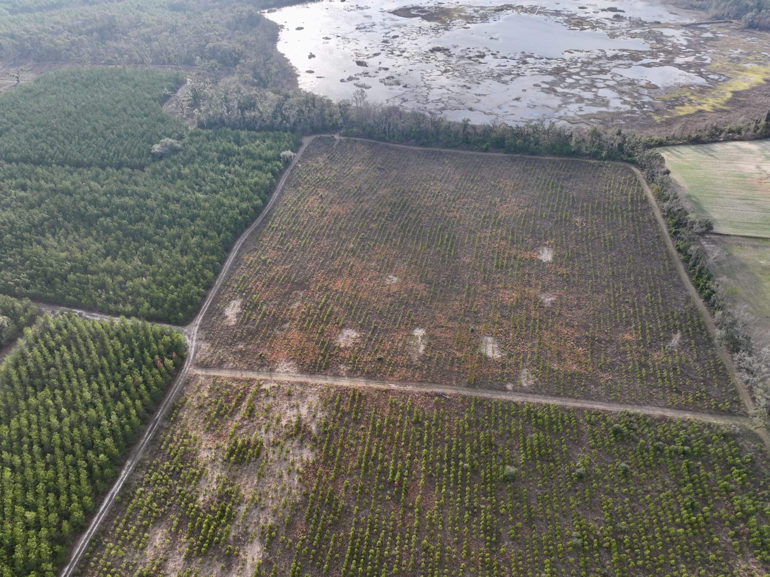 160 Acres Madison FL | Sustainable Timber Income & Trophy Hunting