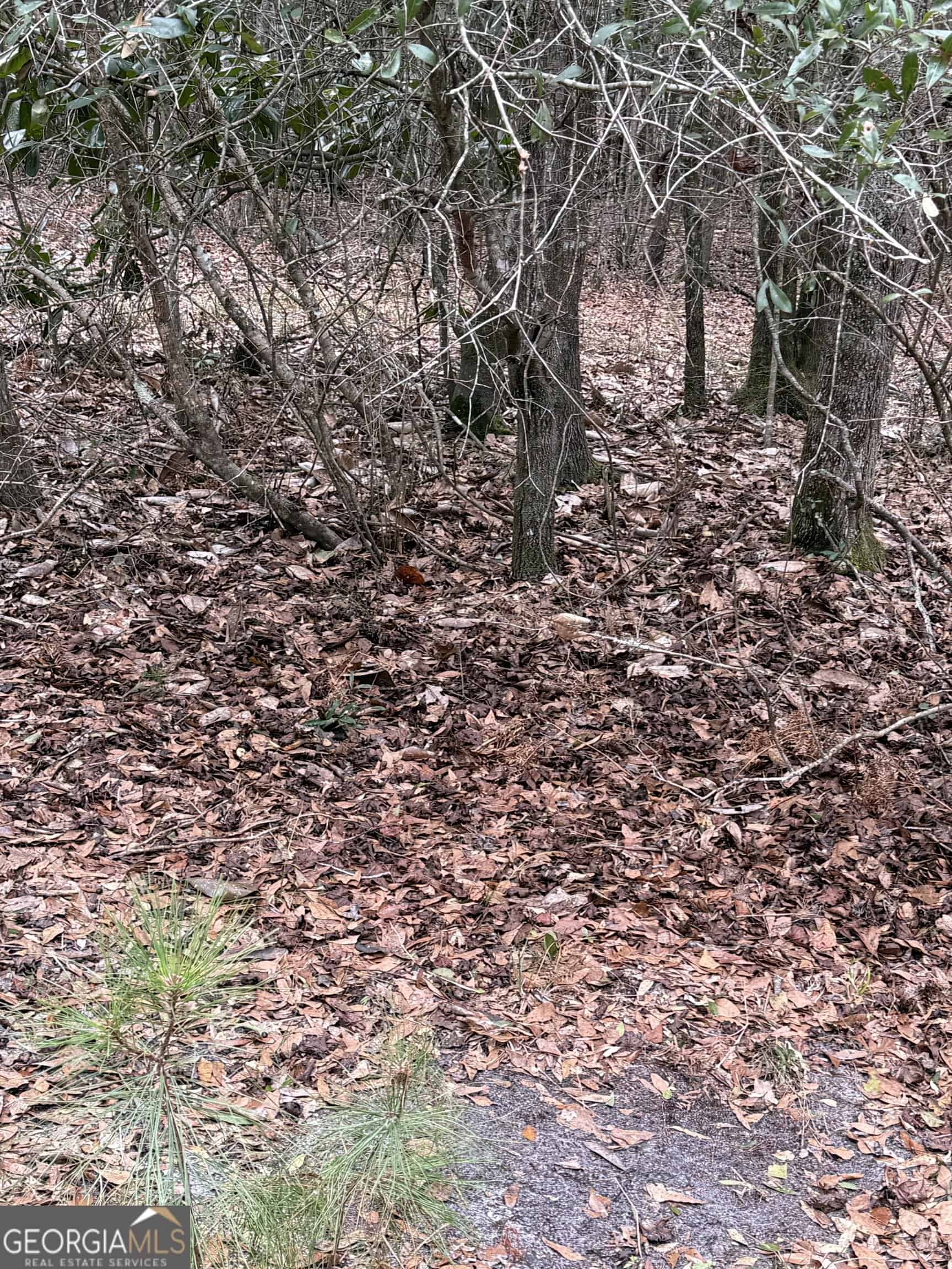 114.62 Acres | Lee County, Georgia Income-Producing Farmland & Hunting Tract