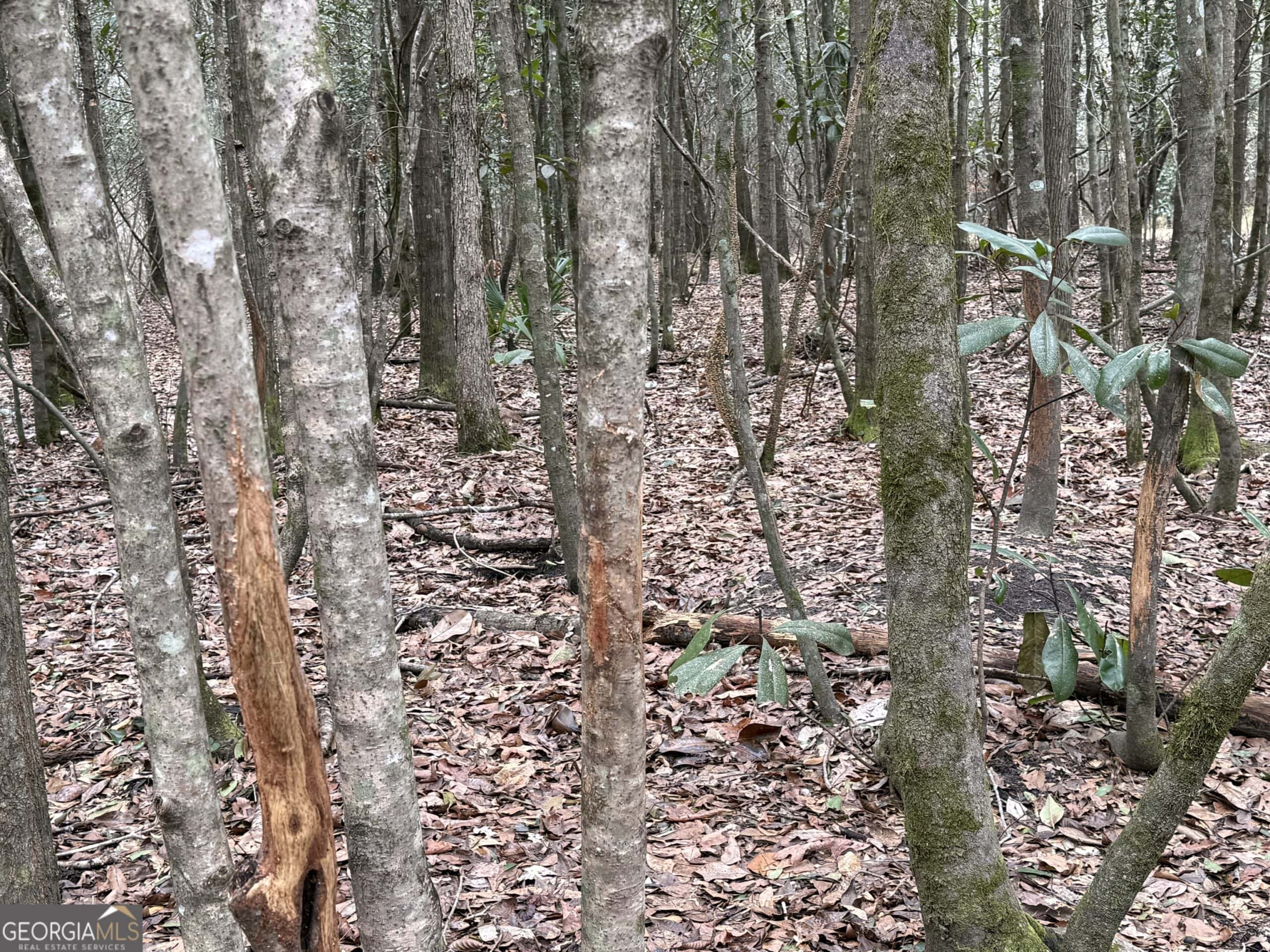114.62 Acres | Lee County, Georgia Income-Producing Farmland & Hunting Tract