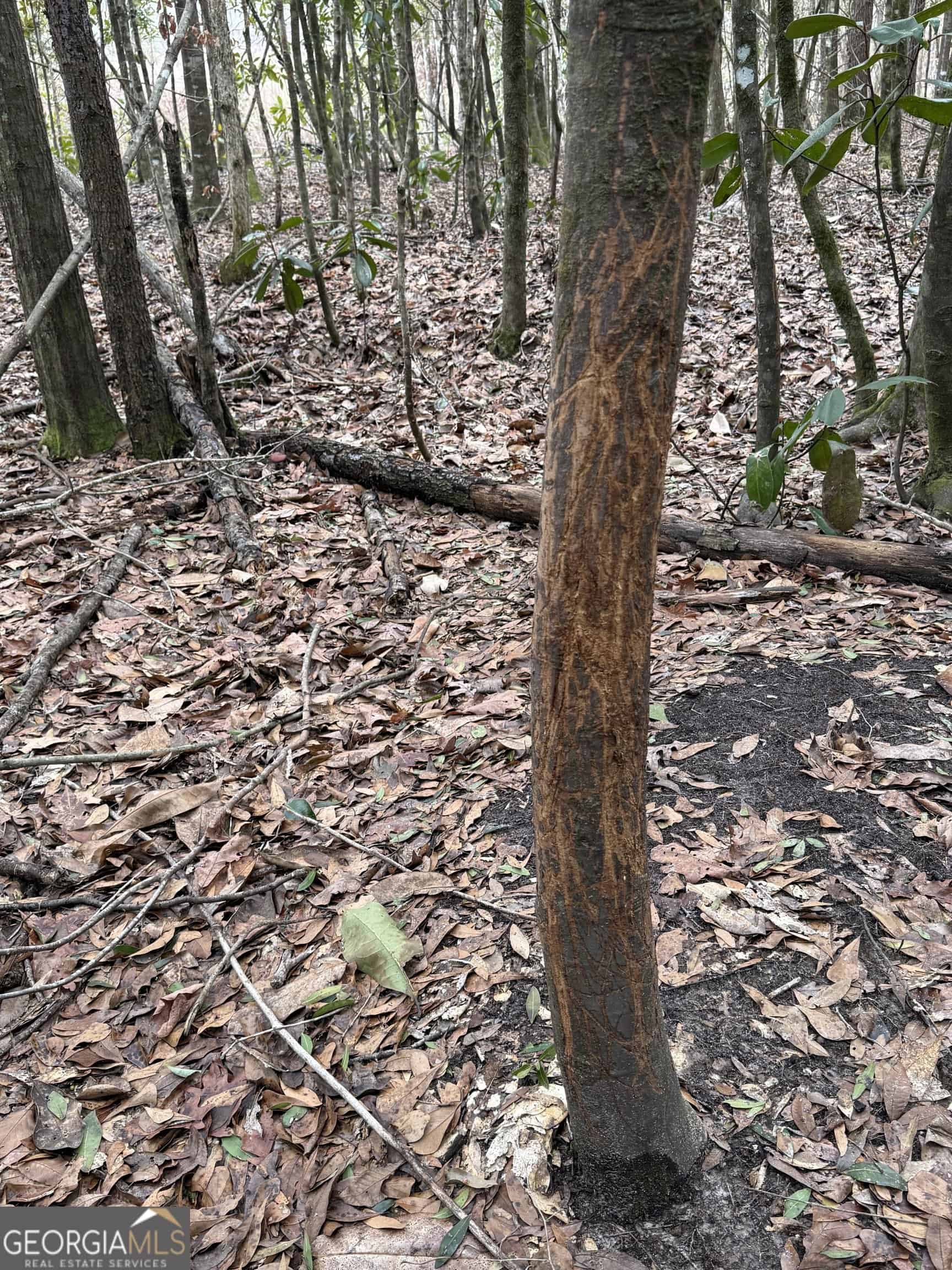 114.62 Acres | Lee County, Georgia Income-Producing Farmland & Hunting Tract