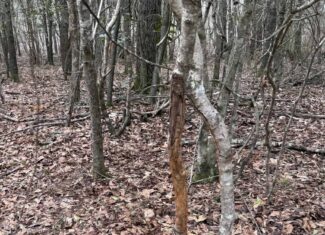 114.62 Acres | Lee County, Georgia Income-Producing Farmland & Hunting Tract