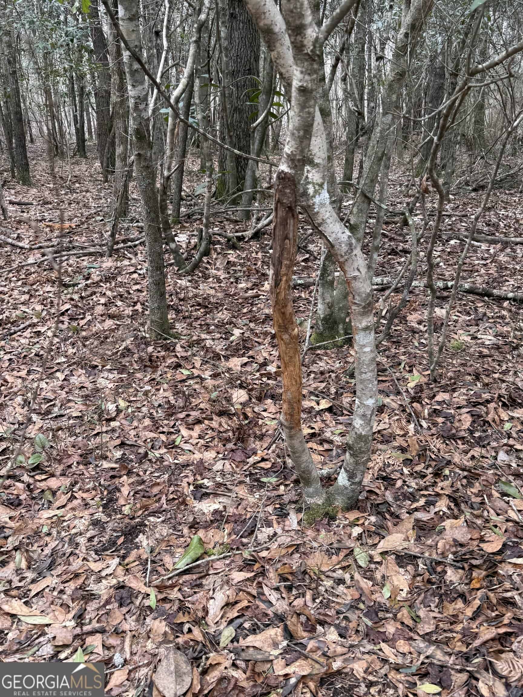 114.62 Acres | Lee County, Georgia Income-Producing Farmland & Hunting Tract
