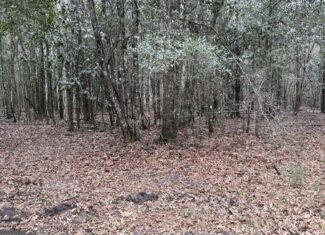 114.62 Acres | Lee County, Georgia Income-Producing Farmland & Hunting Tract