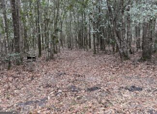 114.62 Acres | Lee County, Georgia Income-Producing Farmland & Hunting Tract