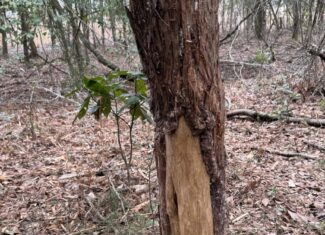 114.62 Acres | Lee County, Georgia Income-Producing Farmland & Hunting Tract