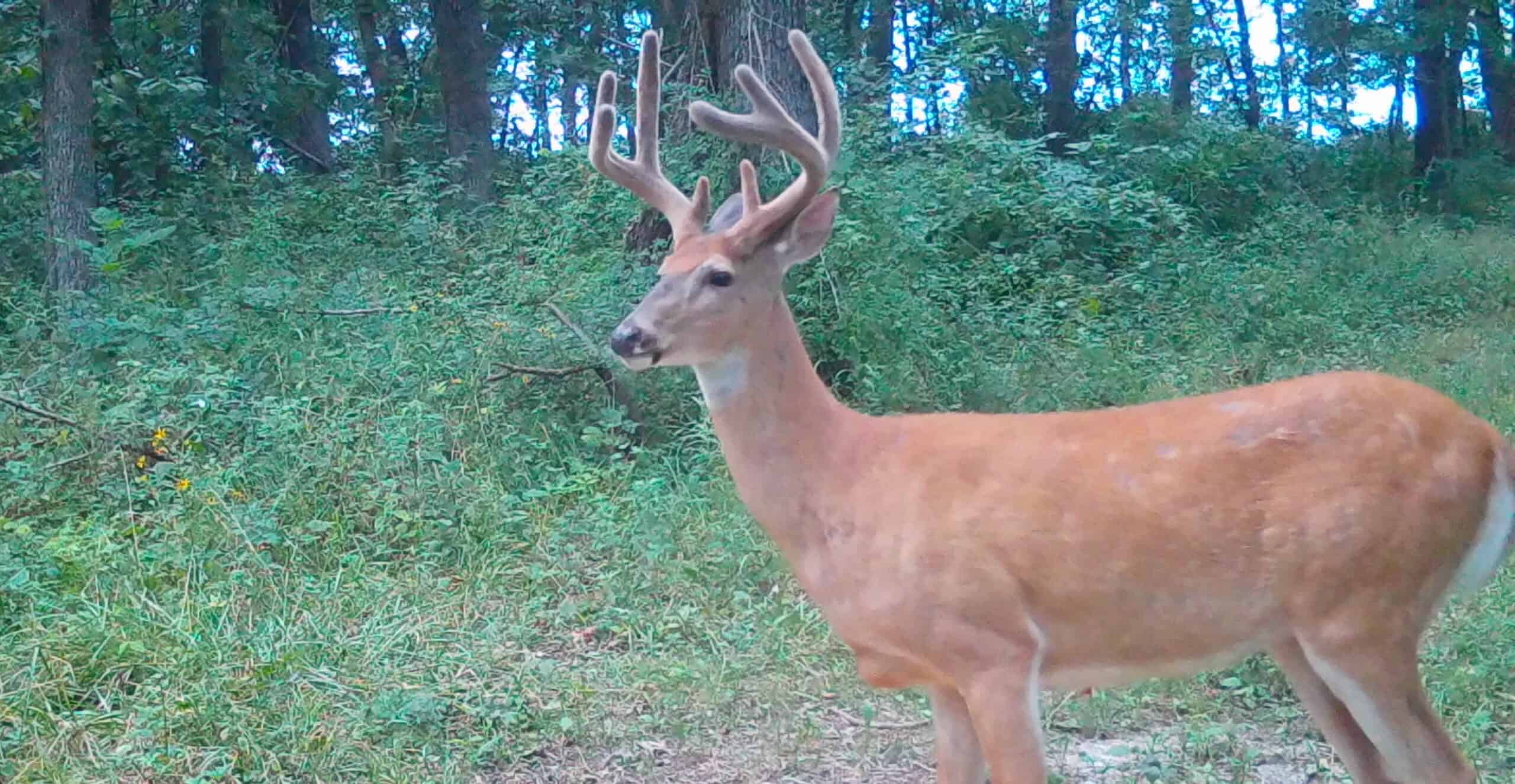 Premier Hunting Parcel in Clark County, Missouri