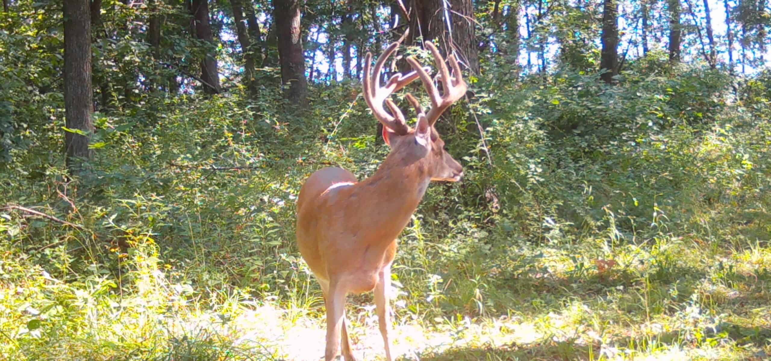 Premier Hunting Parcel in Clark County, Missouri