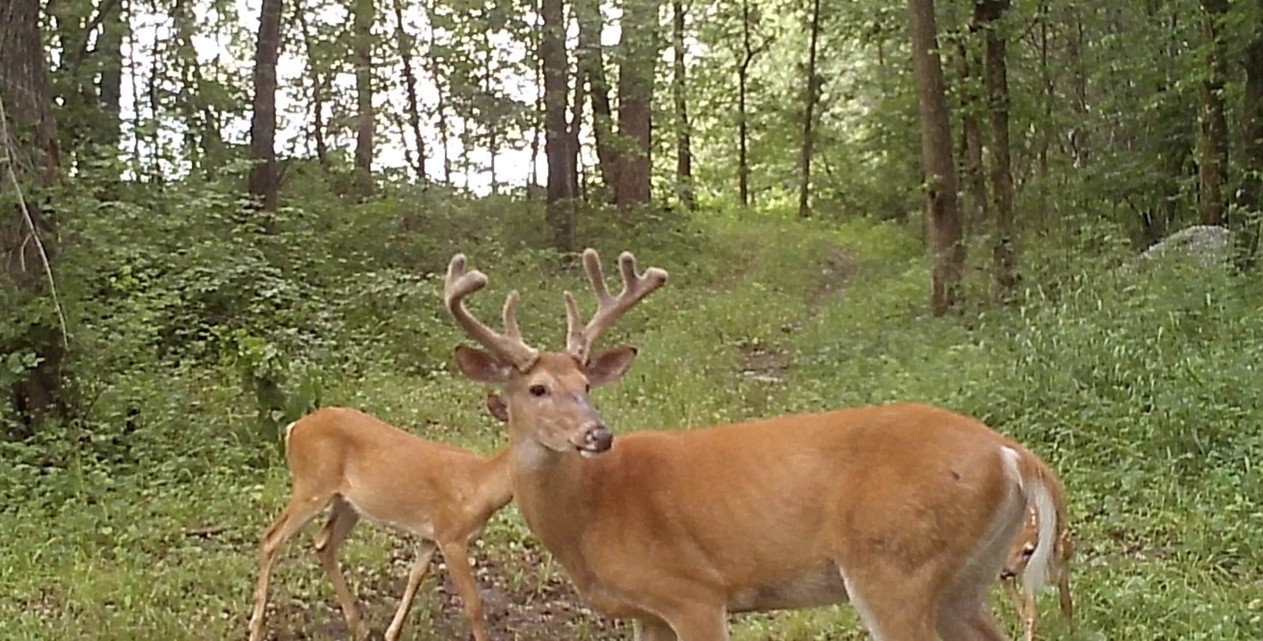 Premier Hunting Parcel in Clark County, Missouri