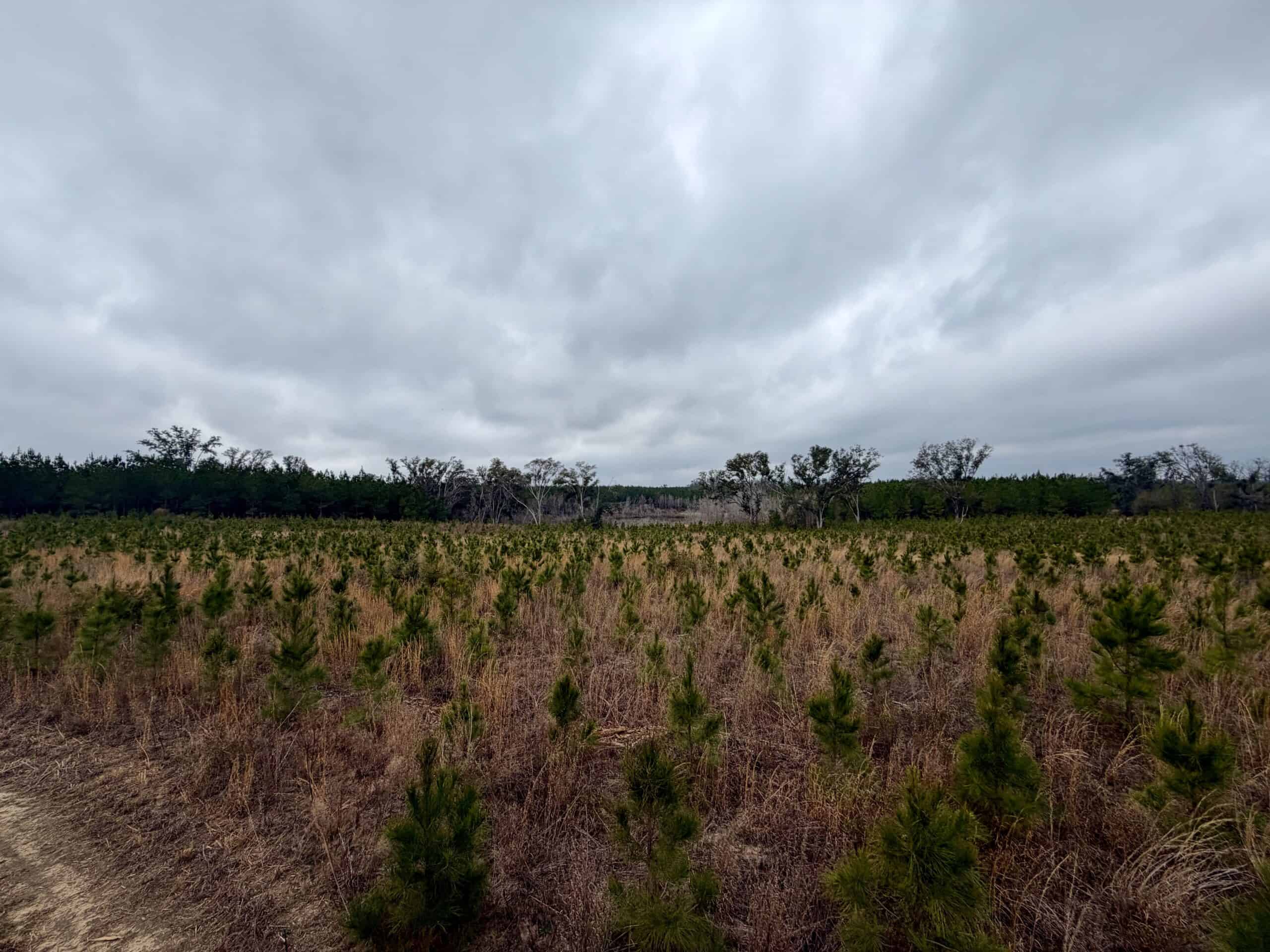 160 Acres Madison FL | Sustainable Timber Income & Trophy Hunting