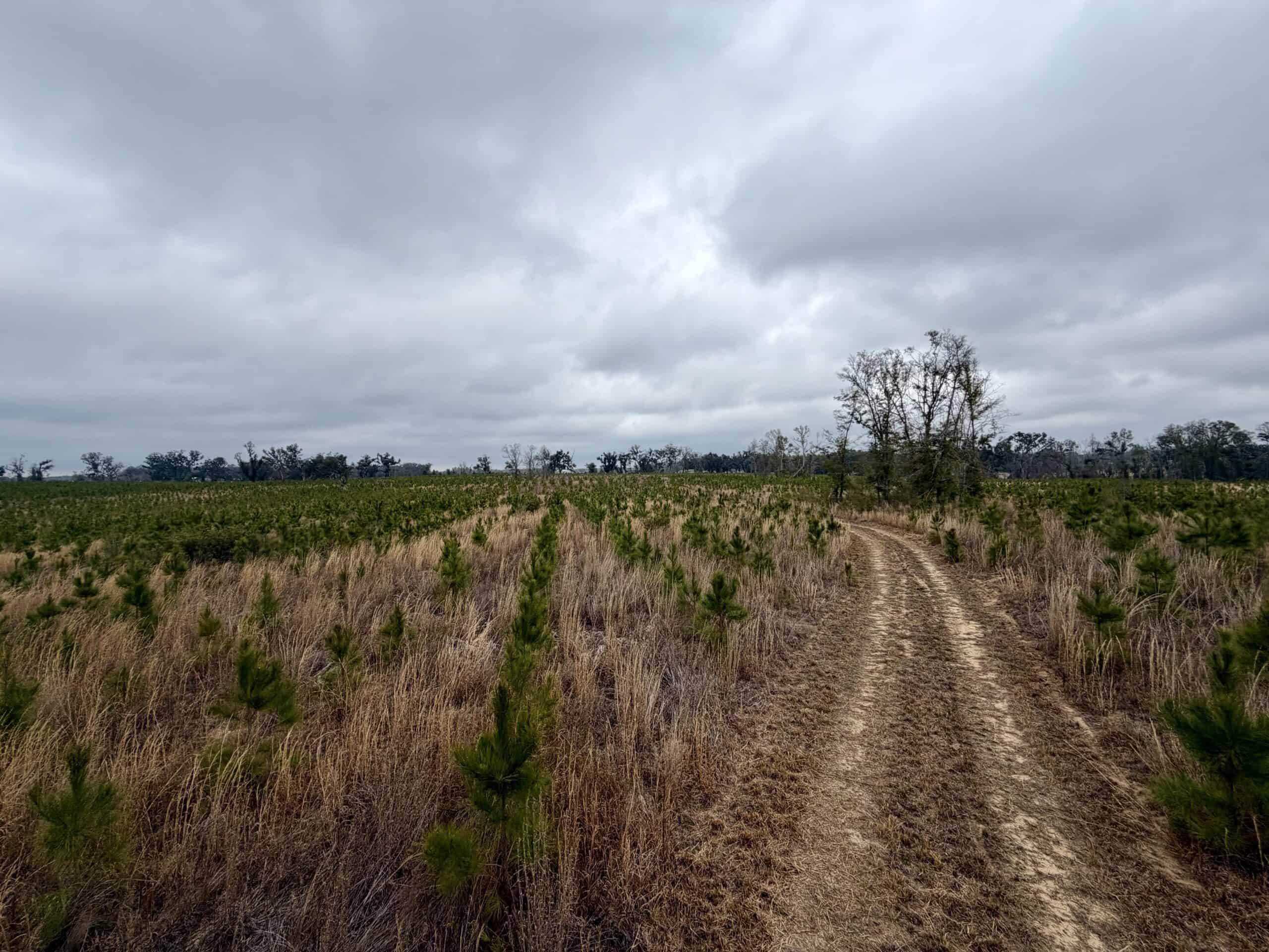 160 Acres Madison FL | Sustainable Timber Income & Trophy Hunting