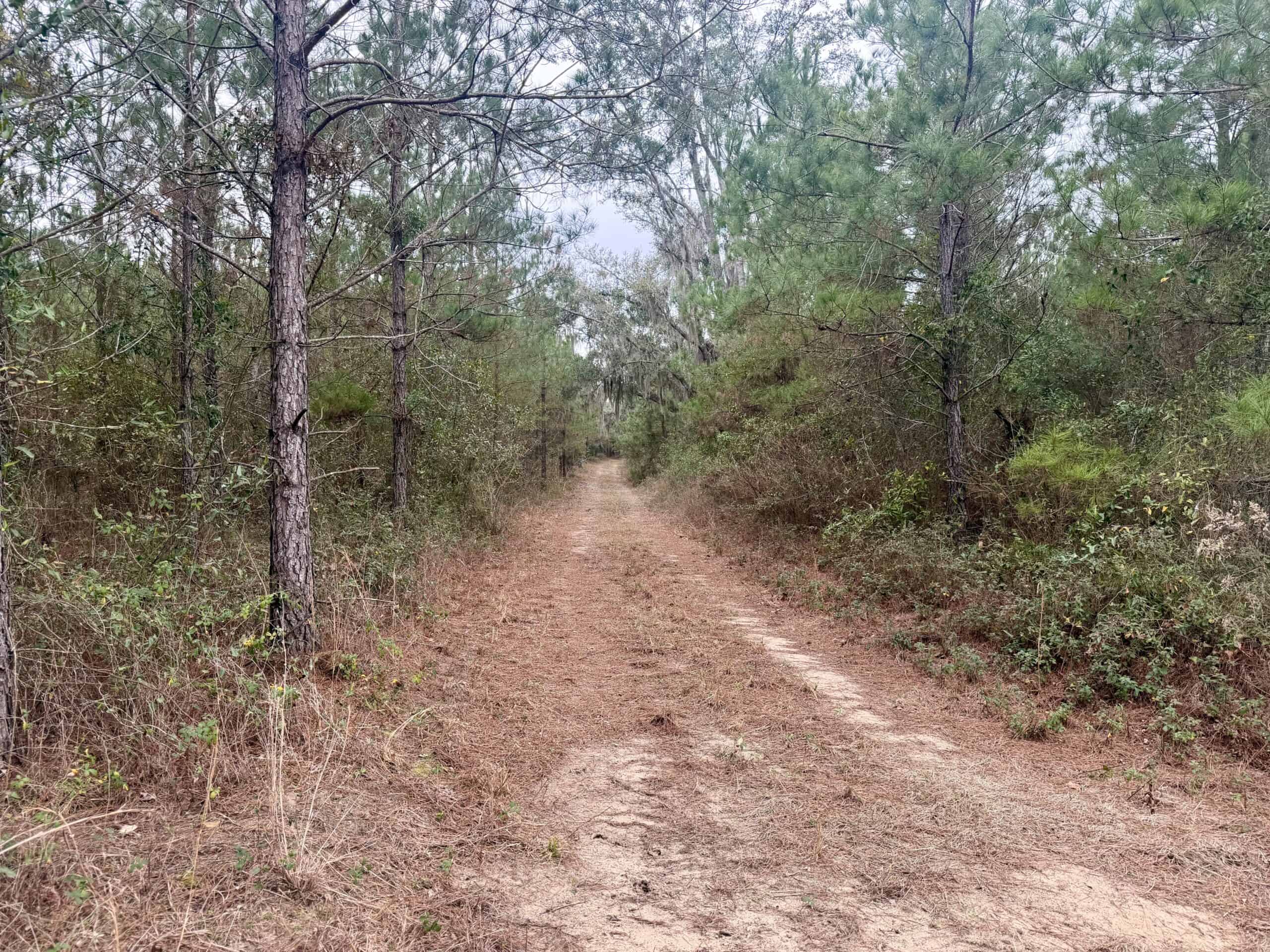 160 Acres Madison FL | Sustainable Timber Income & Trophy Hunting