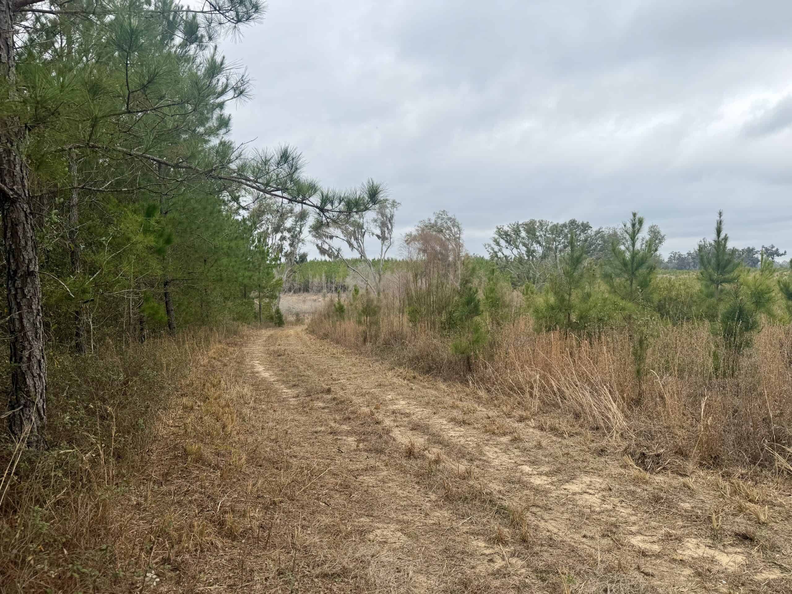 160 Acres Madison FL | Sustainable Timber Income & Trophy Hunting