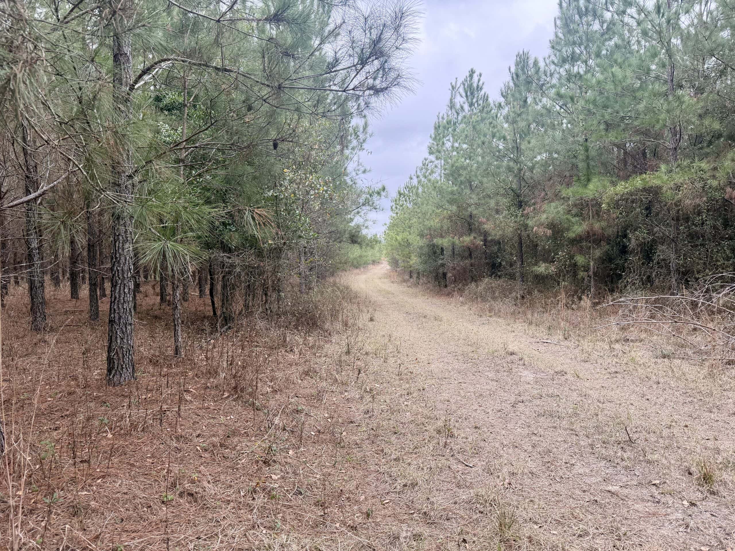 160 Acres Madison FL | Sustainable Timber Income & Trophy Hunting