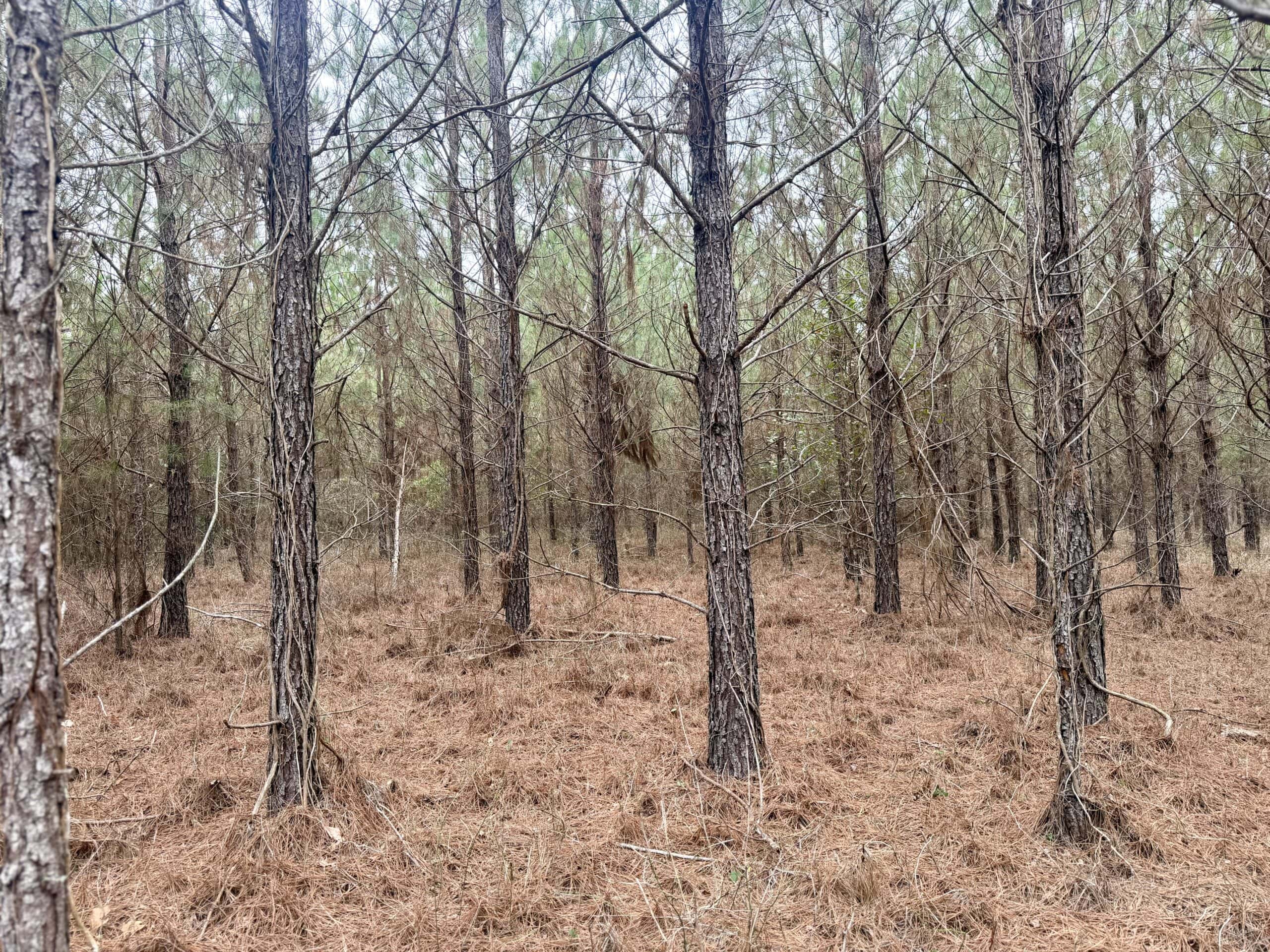 160 Acres Madison FL | Sustainable Timber Income & Trophy Hunting