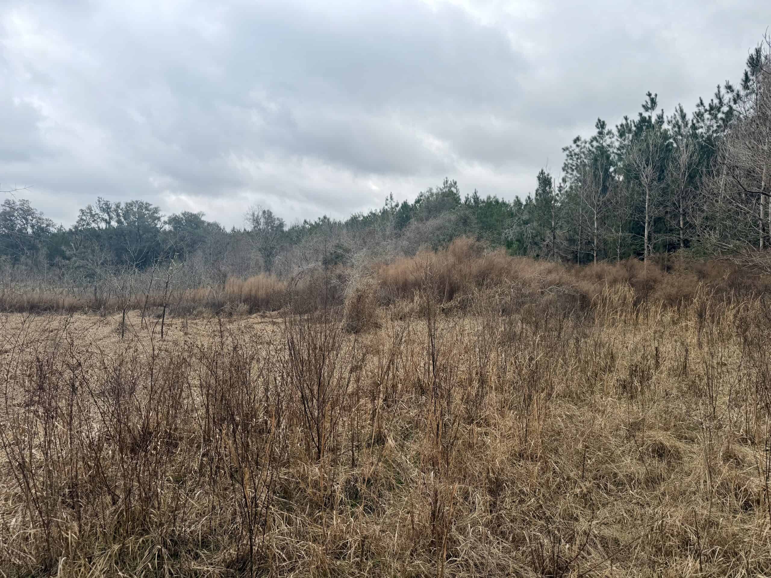 160 Acres Madison FL | Sustainable Timber Income & Trophy Hunting