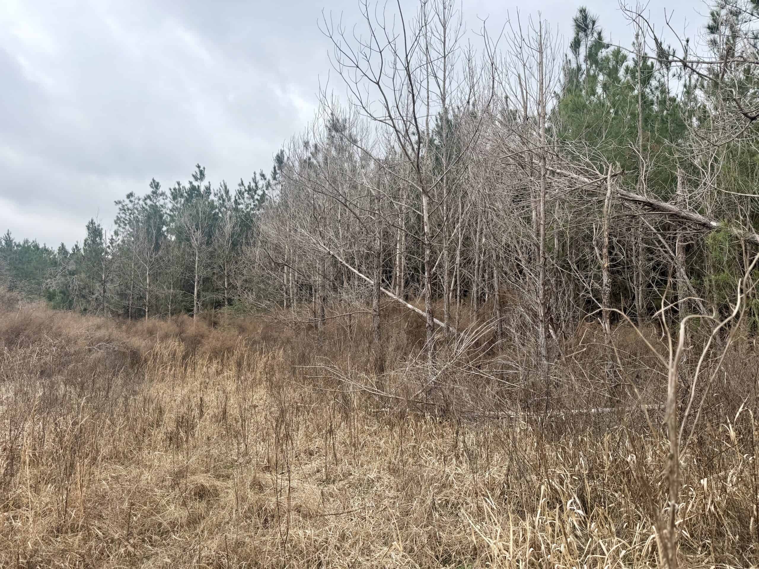 160 Acres Madison FL | Sustainable Timber Income & Trophy Hunting