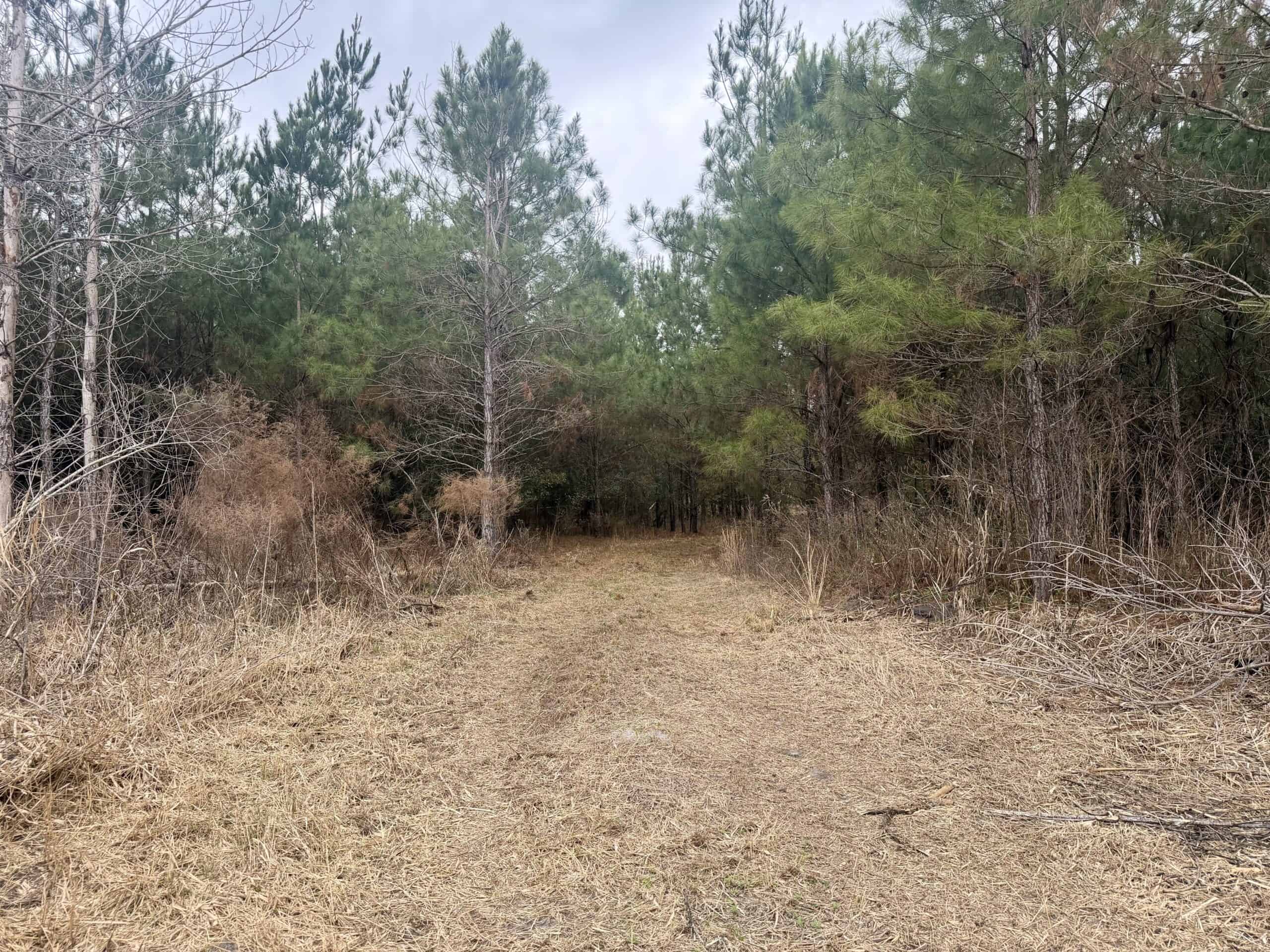 160 Acres Madison FL | Sustainable Timber Income & Trophy Hunting