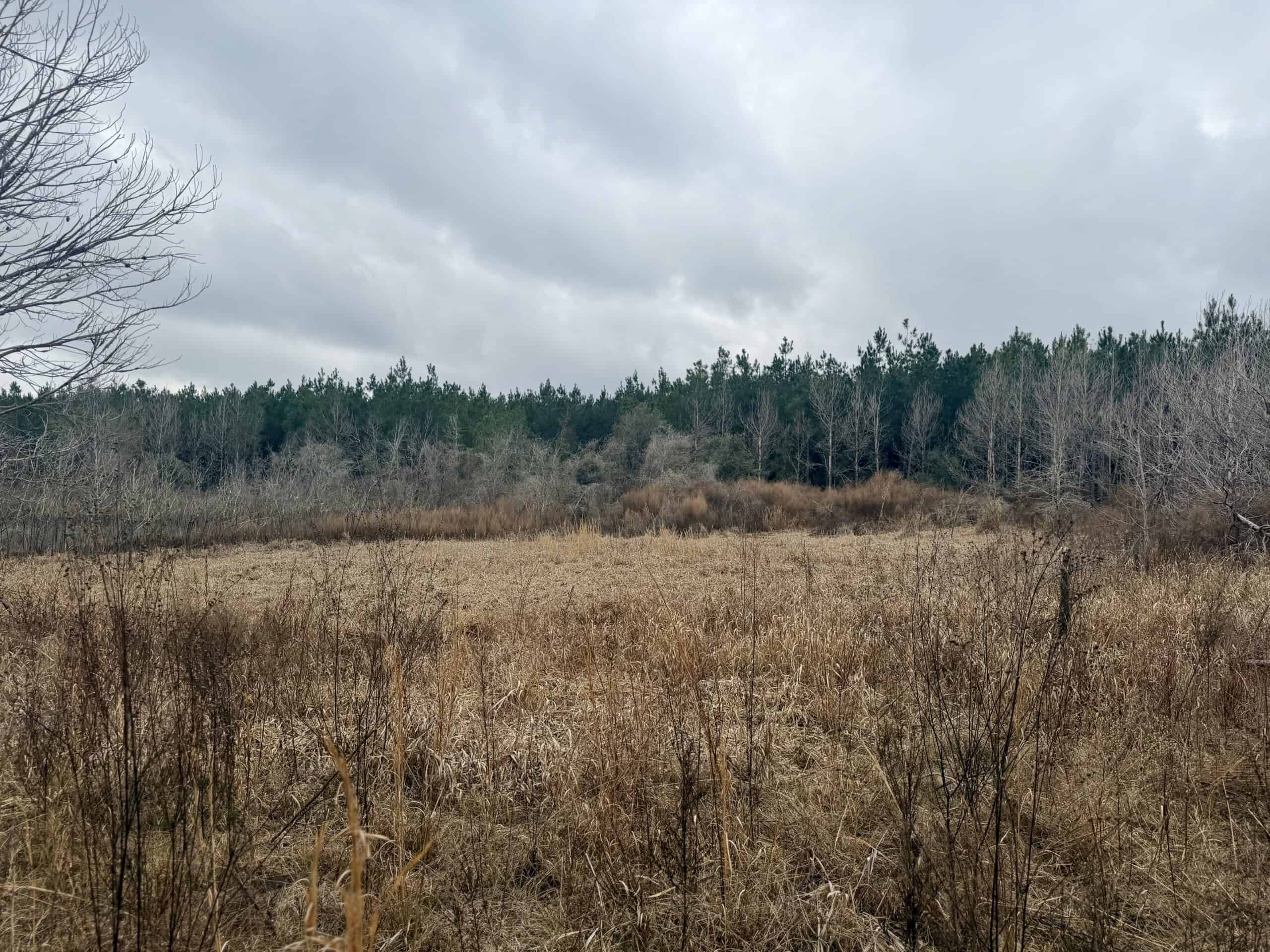 160 Acres Madison FL | Sustainable Timber Income & Trophy Hunting