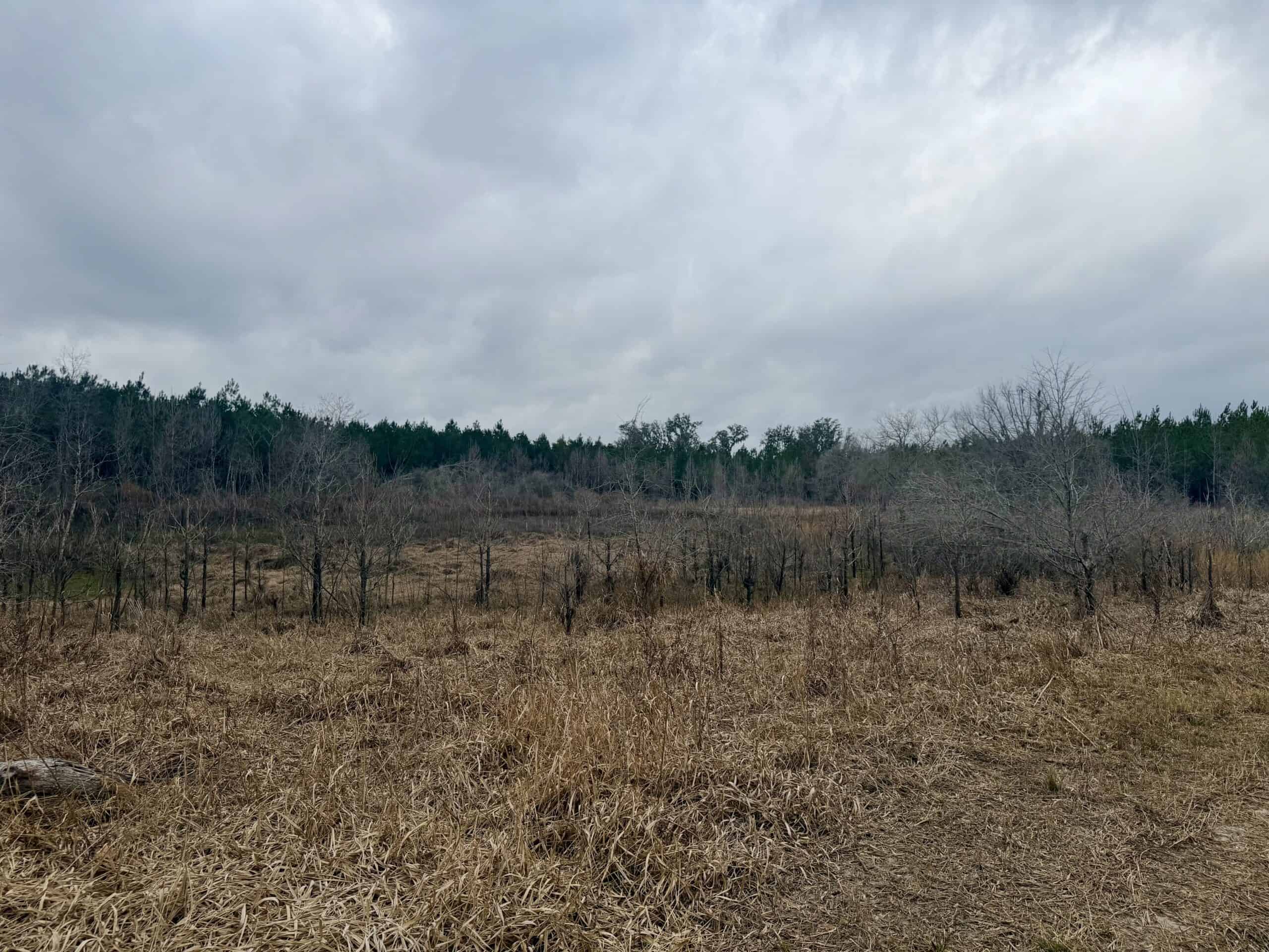 160 Acres Madison FL | Sustainable Timber Income & Trophy Hunting