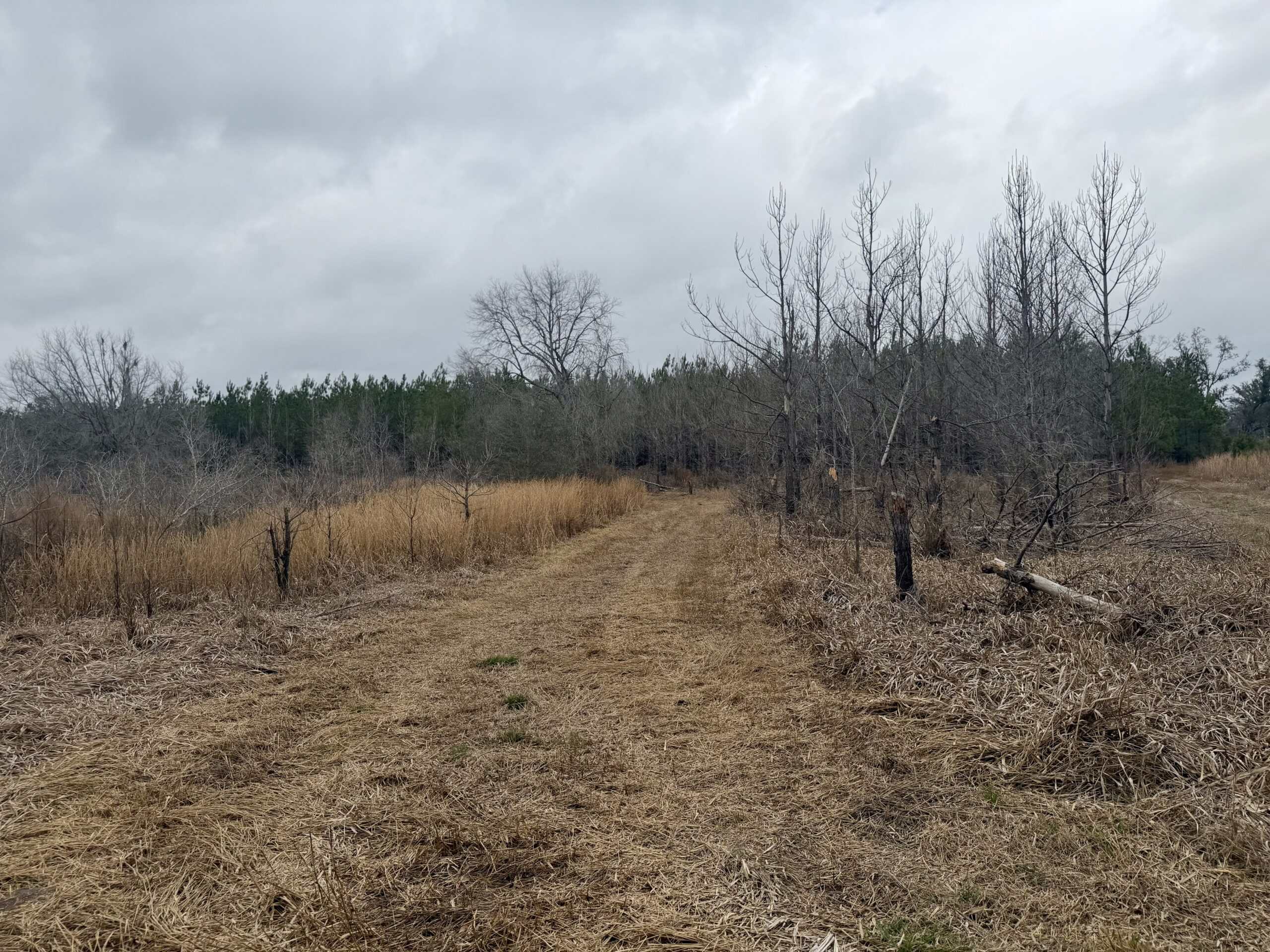 160 Acres Madison FL | Sustainable Timber Income & Trophy Hunting
