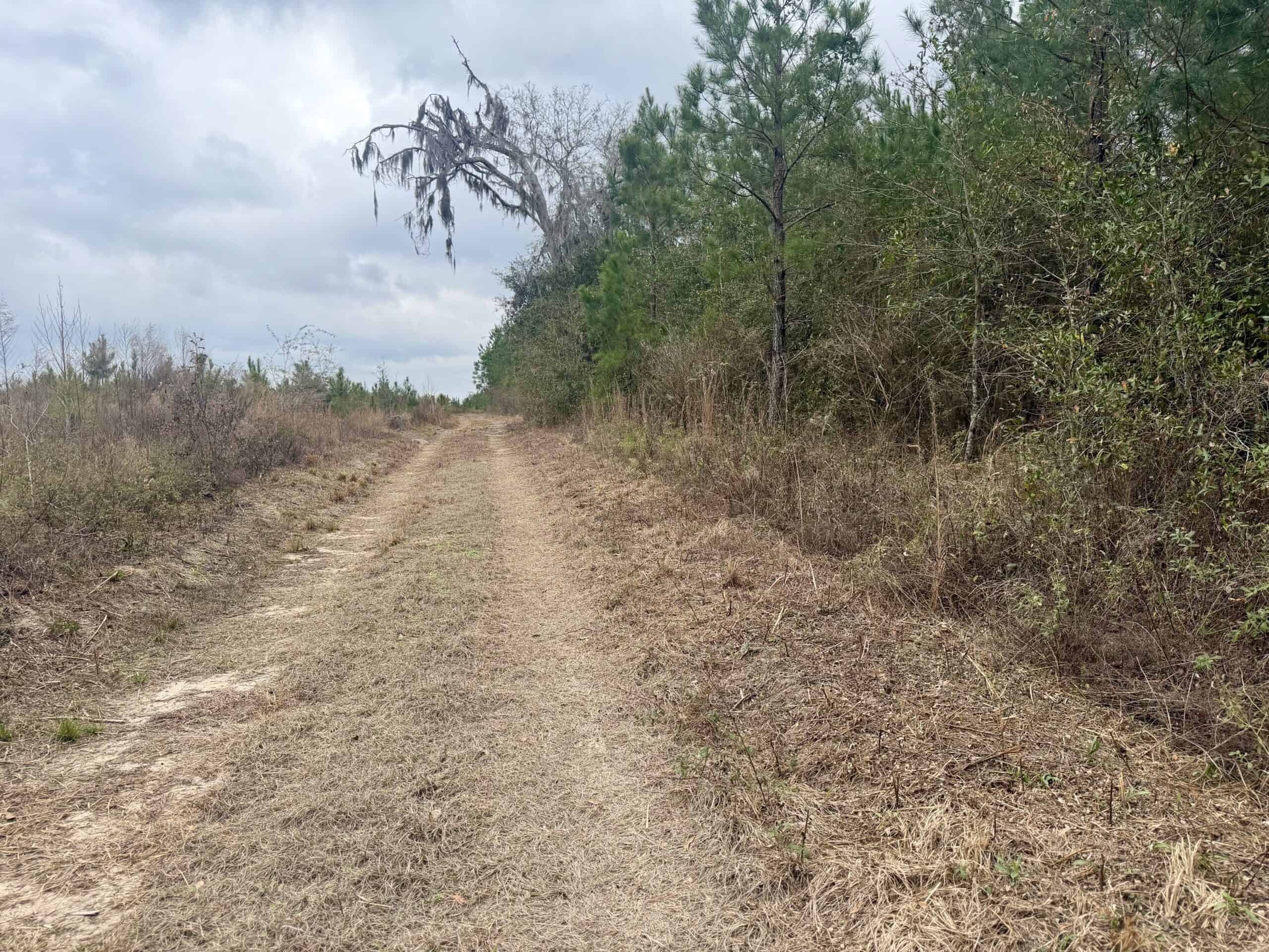 160 Acres Madison FL | Sustainable Timber Income & Trophy Hunting