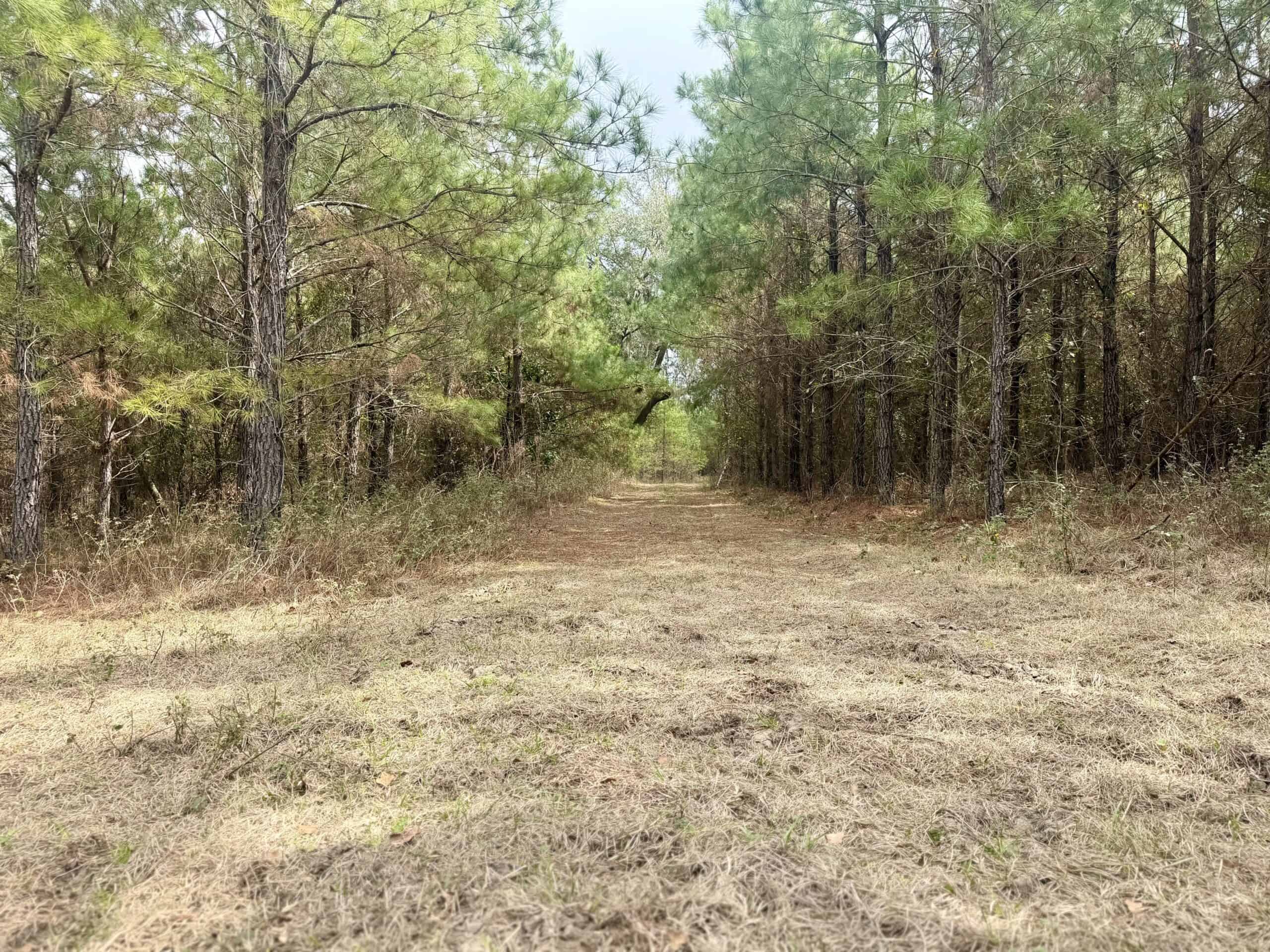160 Acres Madison FL | Sustainable Timber Income & Trophy Hunting
