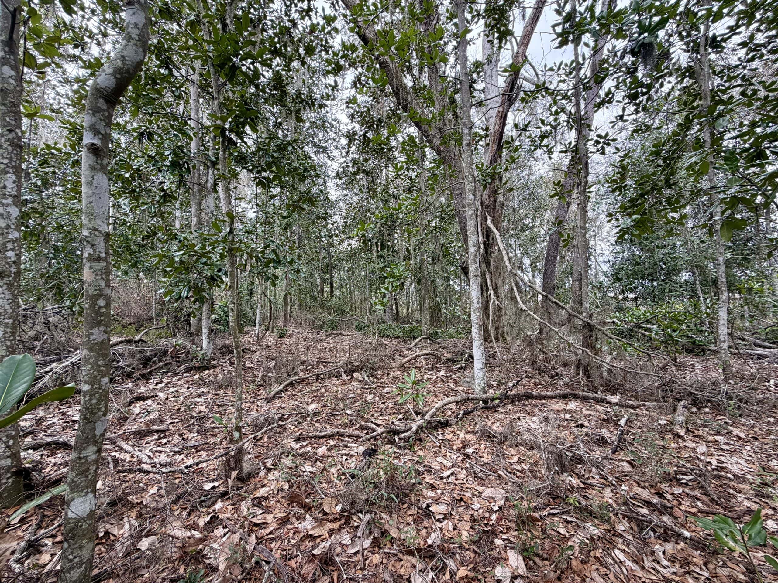 160 Acres Madison FL | Sustainable Timber Income & Trophy Hunting