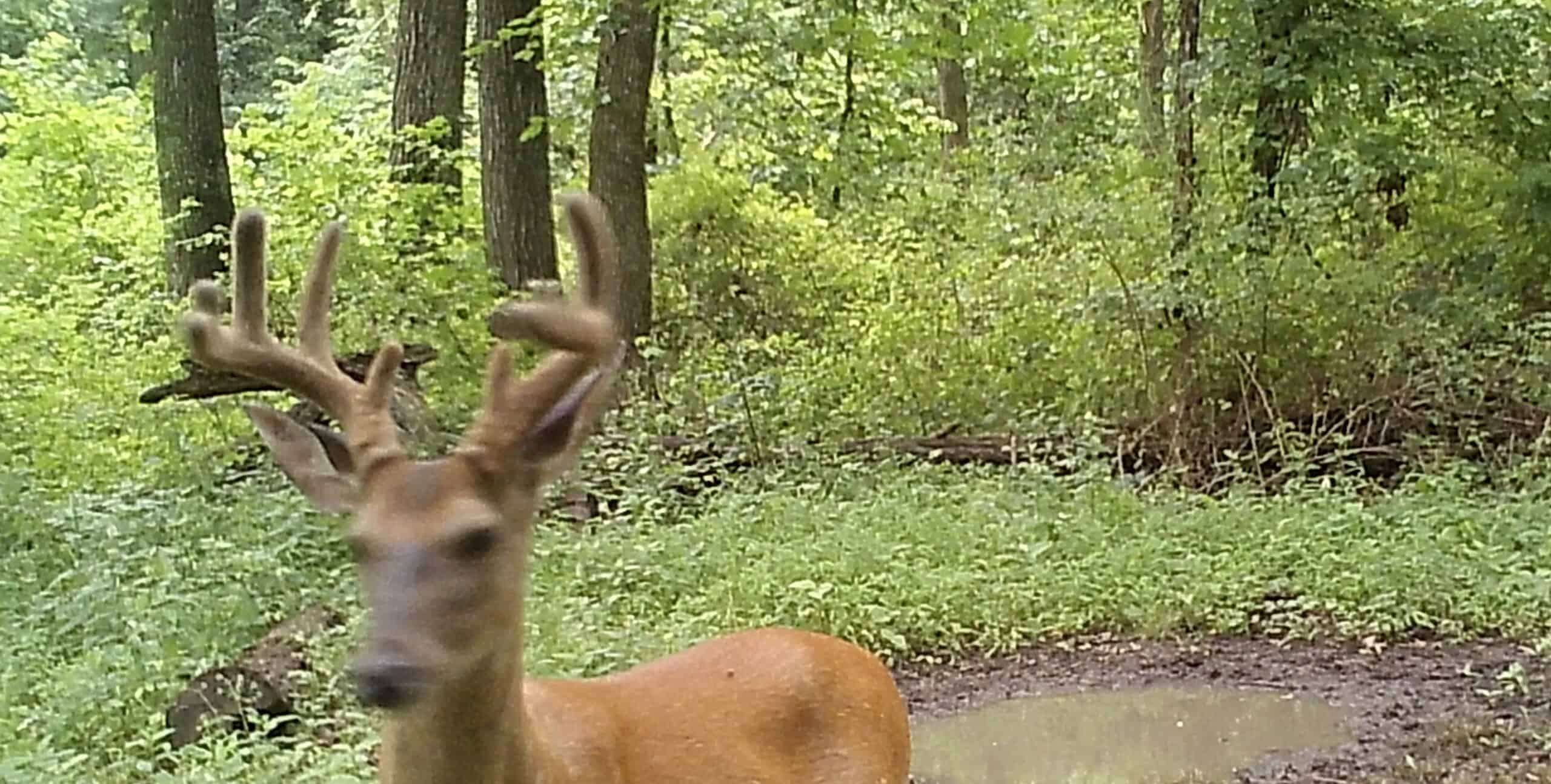 Prime Hunting and Income Property in Clark County, MO