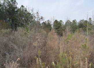 21 Acres Timberland & Hunting Near New Bern NC