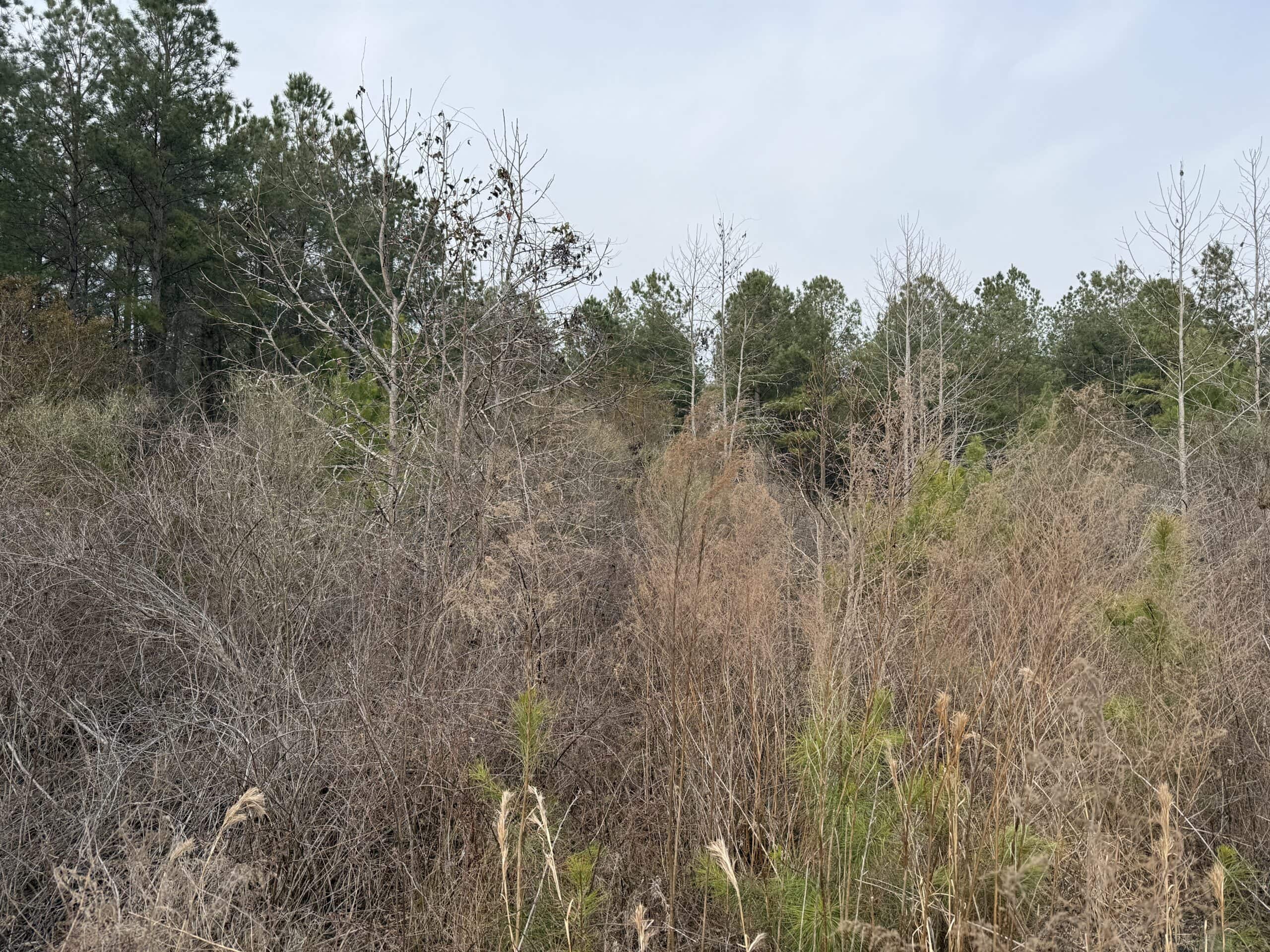 21 Acres Timberland & Hunting Near New Bern NC