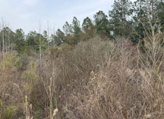 21 Acres Timberland & Hunting Near New Bern NC
