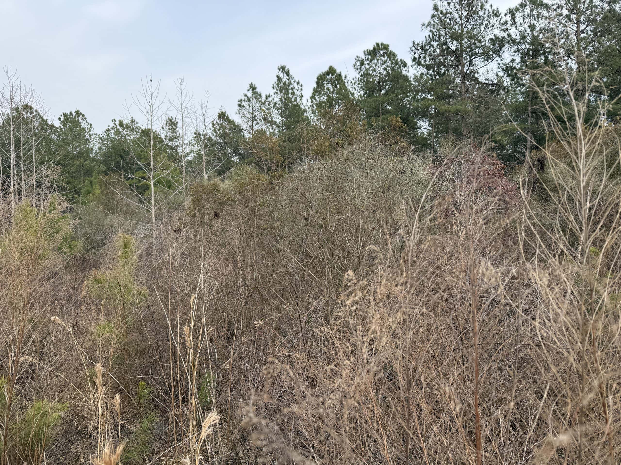 21 Acres Timberland & Hunting Near New Bern NC