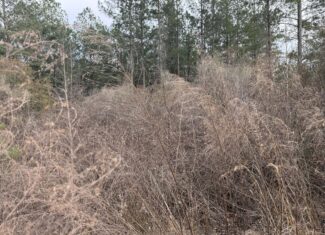 21 Acres Timberland & Hunting Near New Bern NC