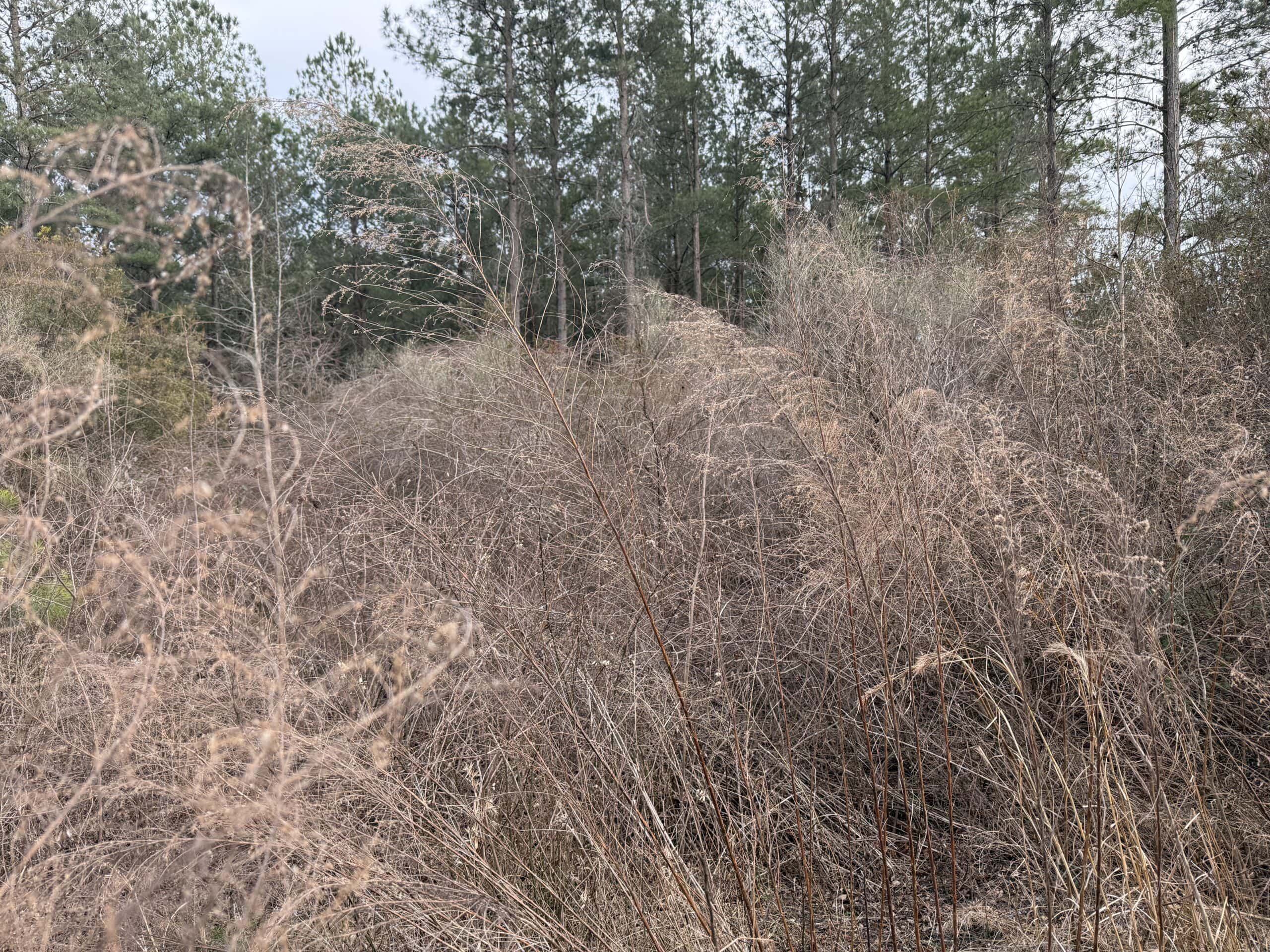 21 Acres Timberland & Hunting Near New Bern NC