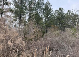 21 Acres Timberland & Hunting Near New Bern NC