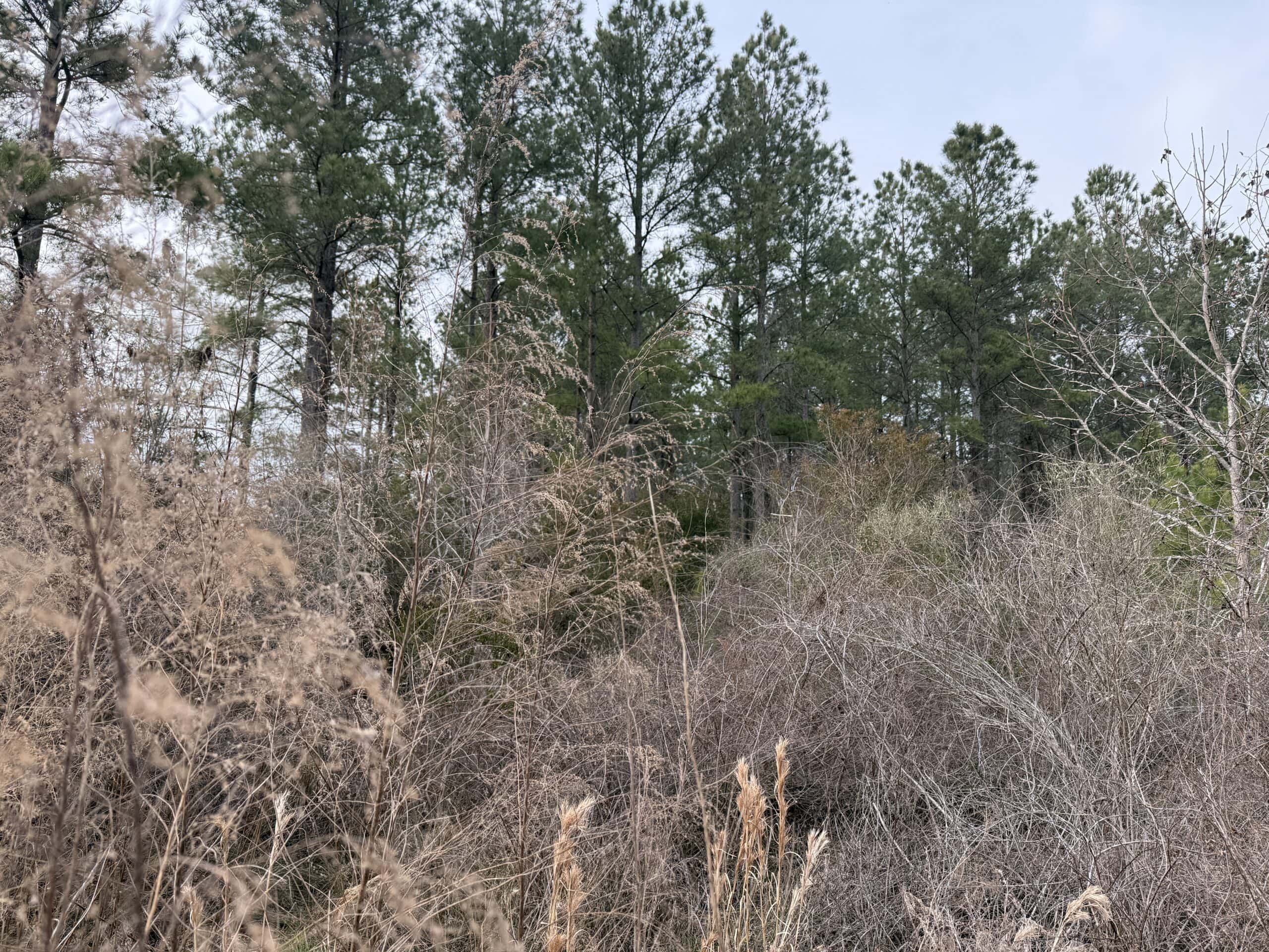 21 Acres Timberland & Hunting Near New Bern NC