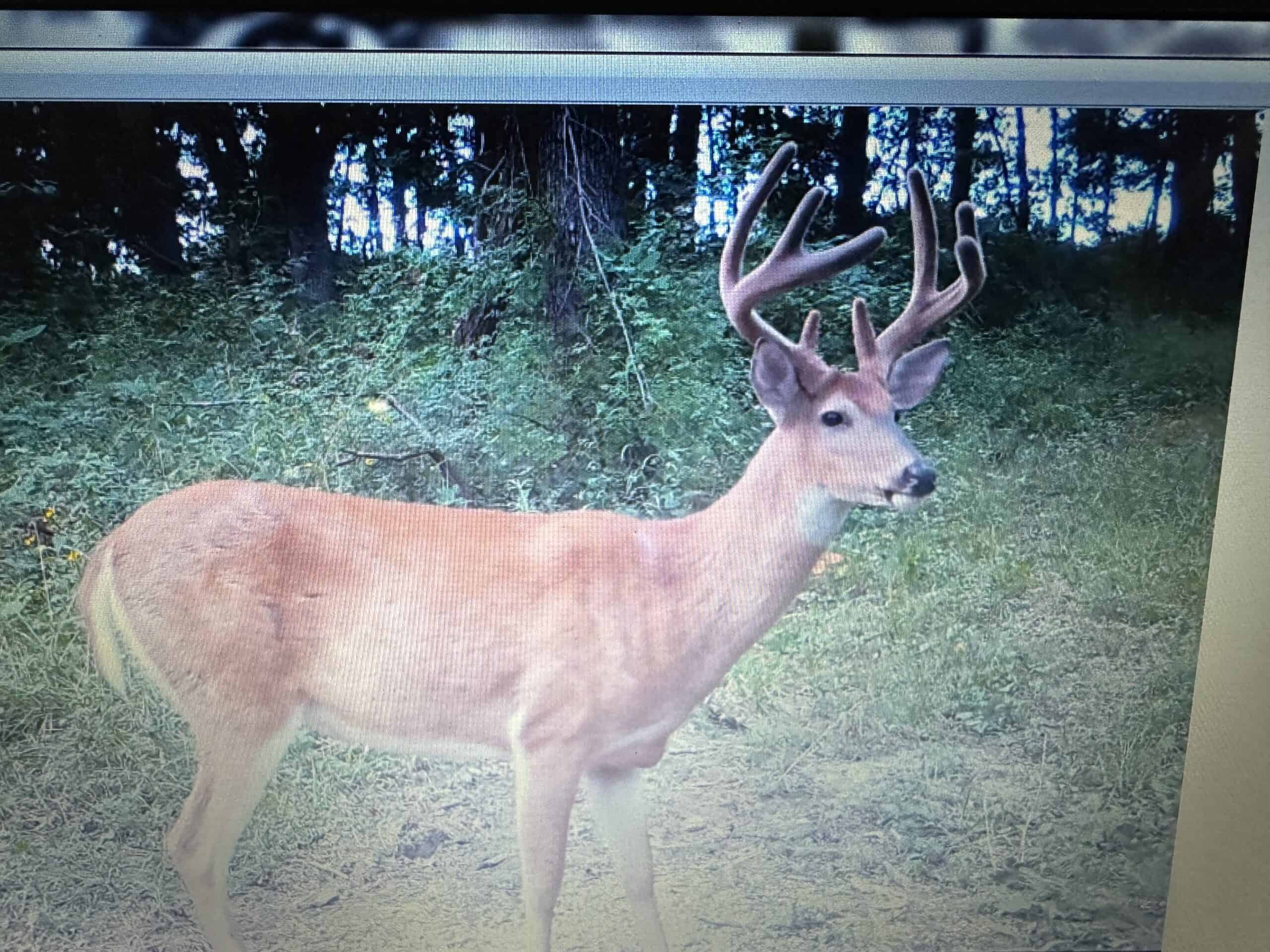 Exceptional Whitetail and Turkey Hunting Paradise in Clark County
