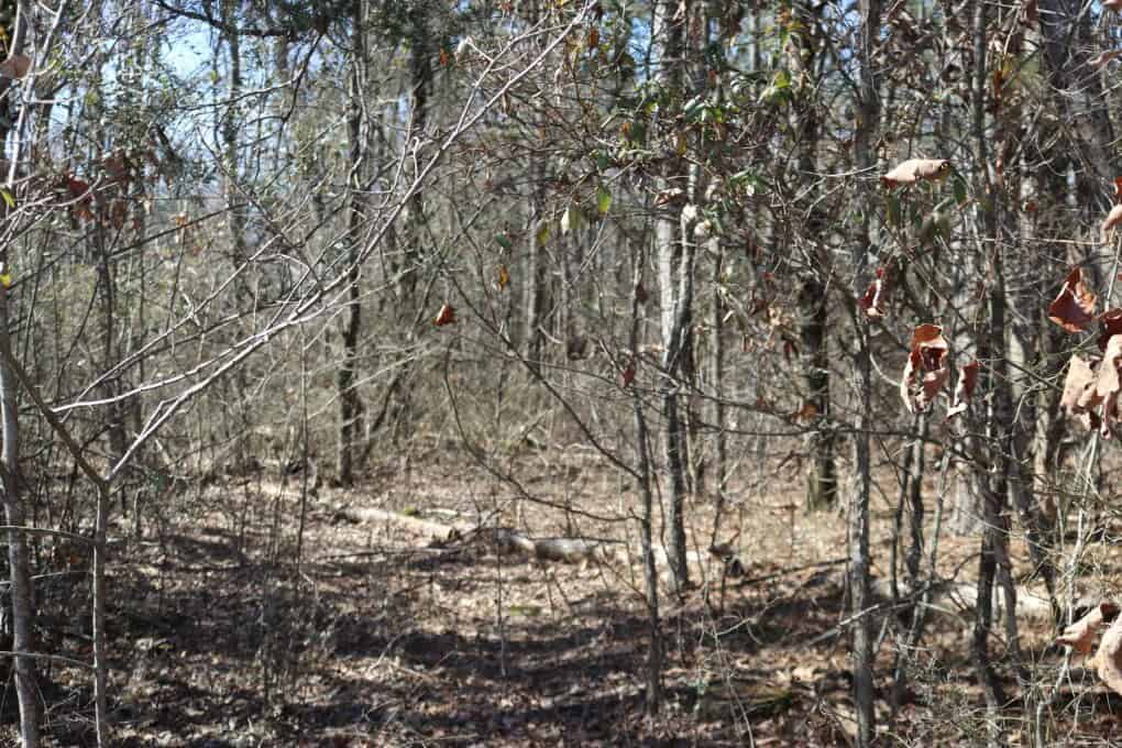 Hobby Farm and 28 Acres in the Ozarks For Sale