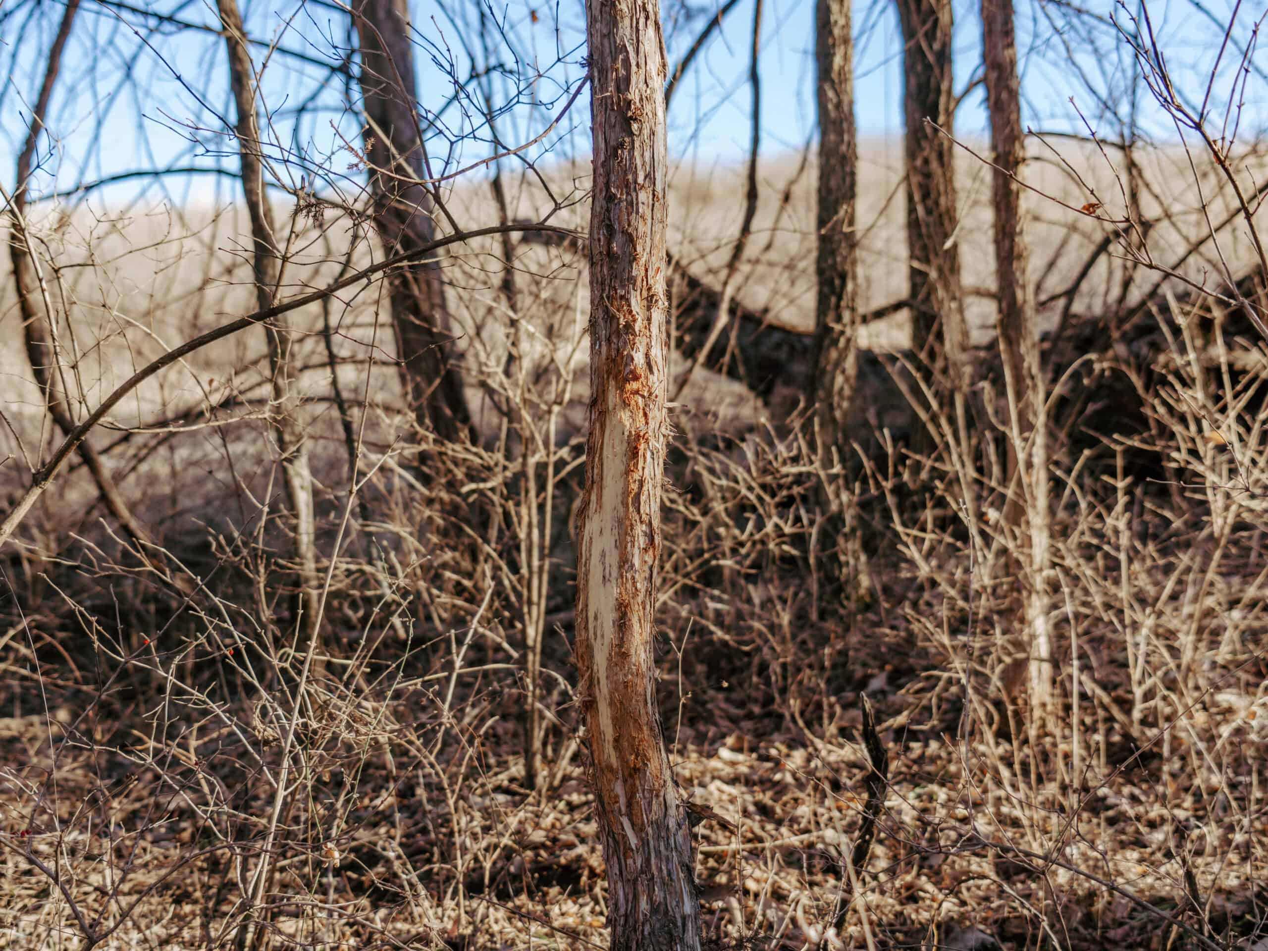 Osage County Kansas 156 Acres With Beautiful Barndomimium