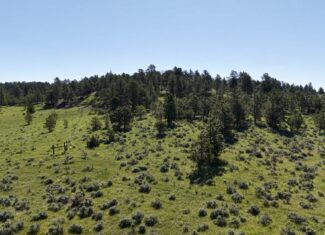 Newton Grove | Yellowstone County, Montana